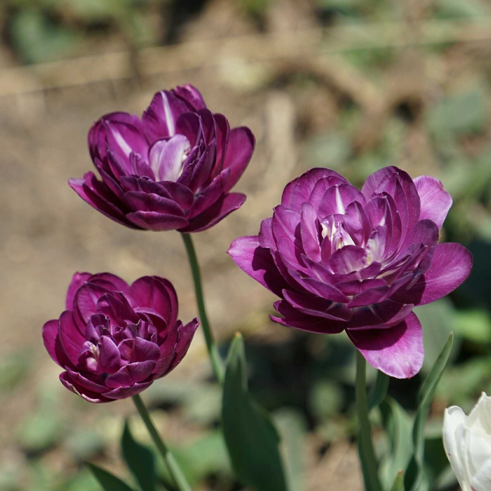 Sony a7 + Sony FE 70-200mm F4 G OSS sample photo. Triple tulips photography