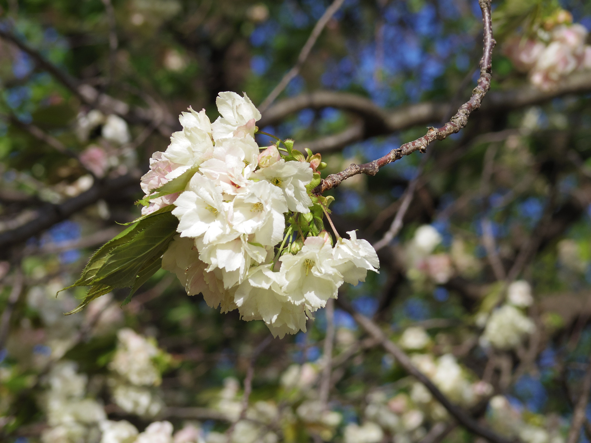 Pentax 06 Telephoto 15-45mm sample photo. 鬱金 ukon,yellow cherry photography