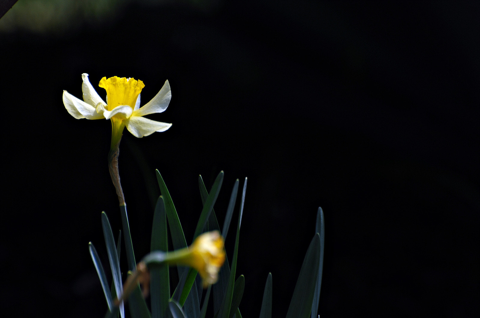 Nikon D2Xs sample photo