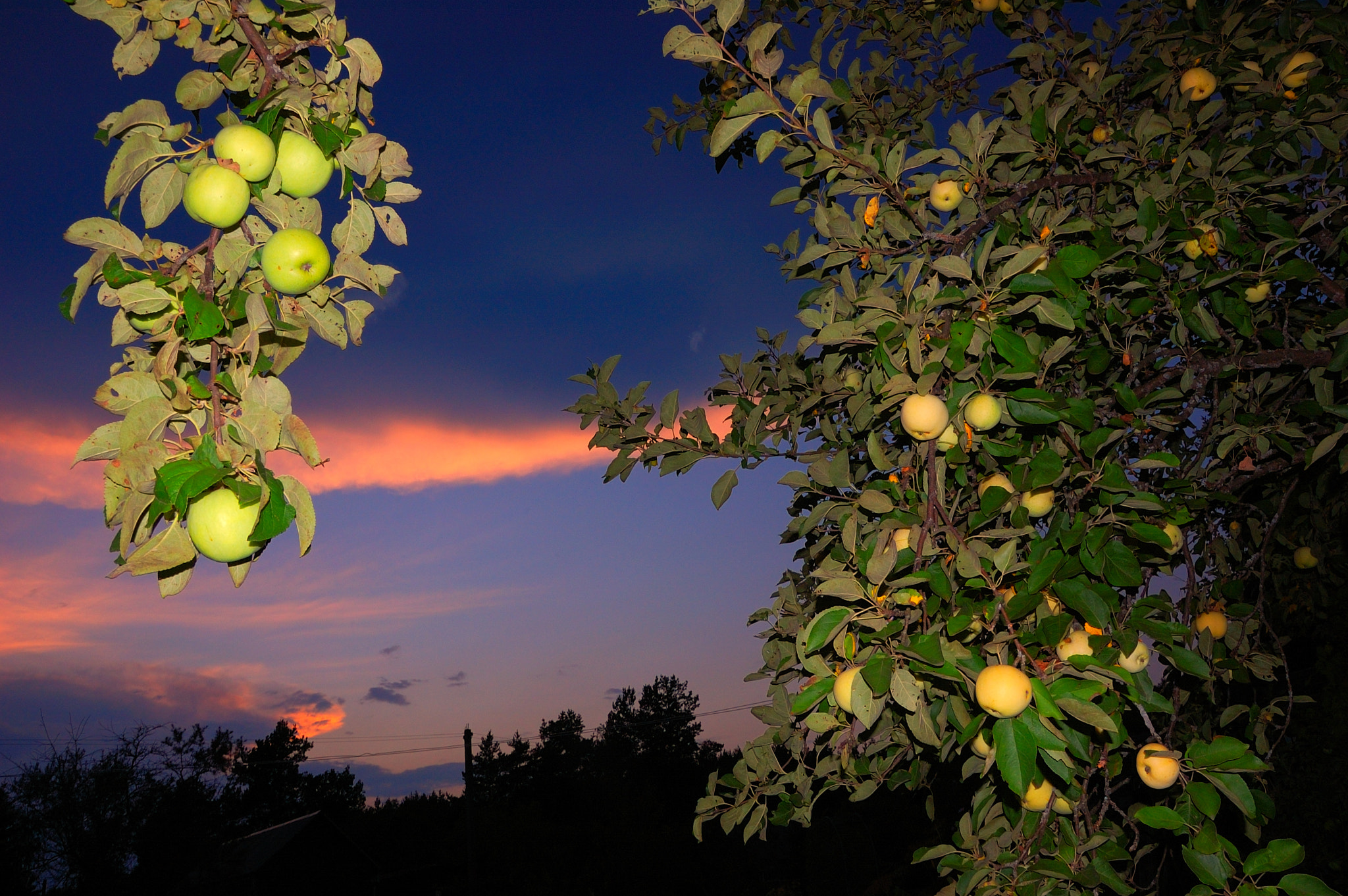Nikon D40 + Sigma 18-50mm F2.8 EX DC Macro sample photo. Apples of moscow garden photography
