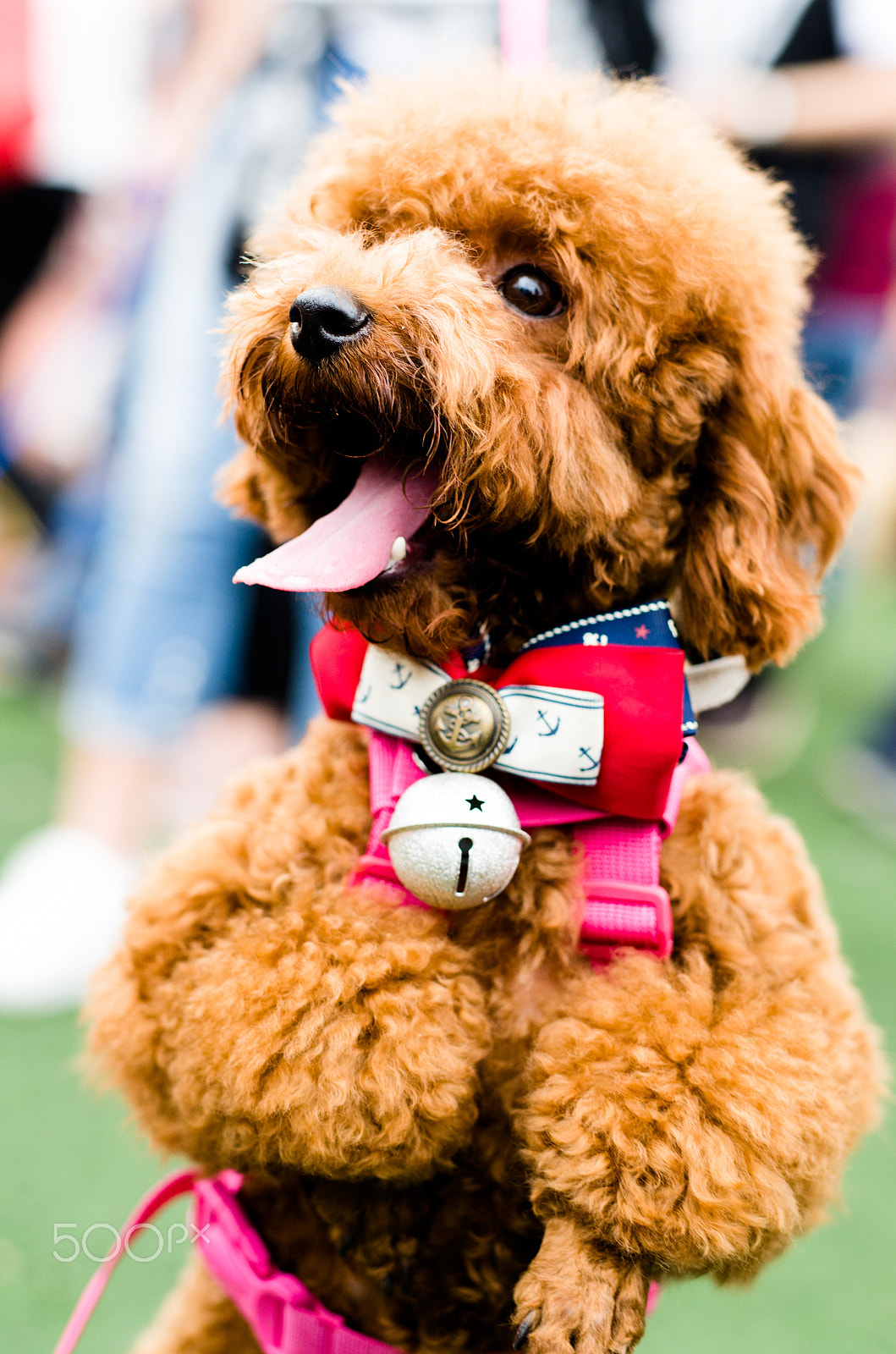 Nikon D7000 + Sigma 50mm F1.4 DG HSM Art sample photo. Poodle dog photography