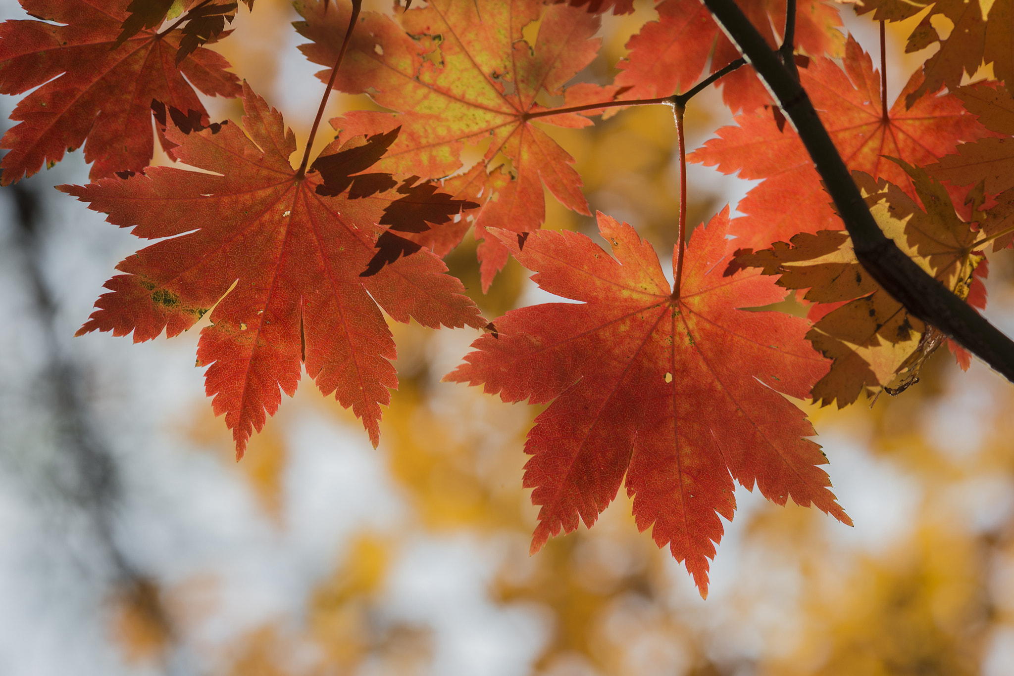 ZEISS Makro-Planar T* 100mm F2 sample photo. What the autumn tastes like? i want taste the autumn with color photography