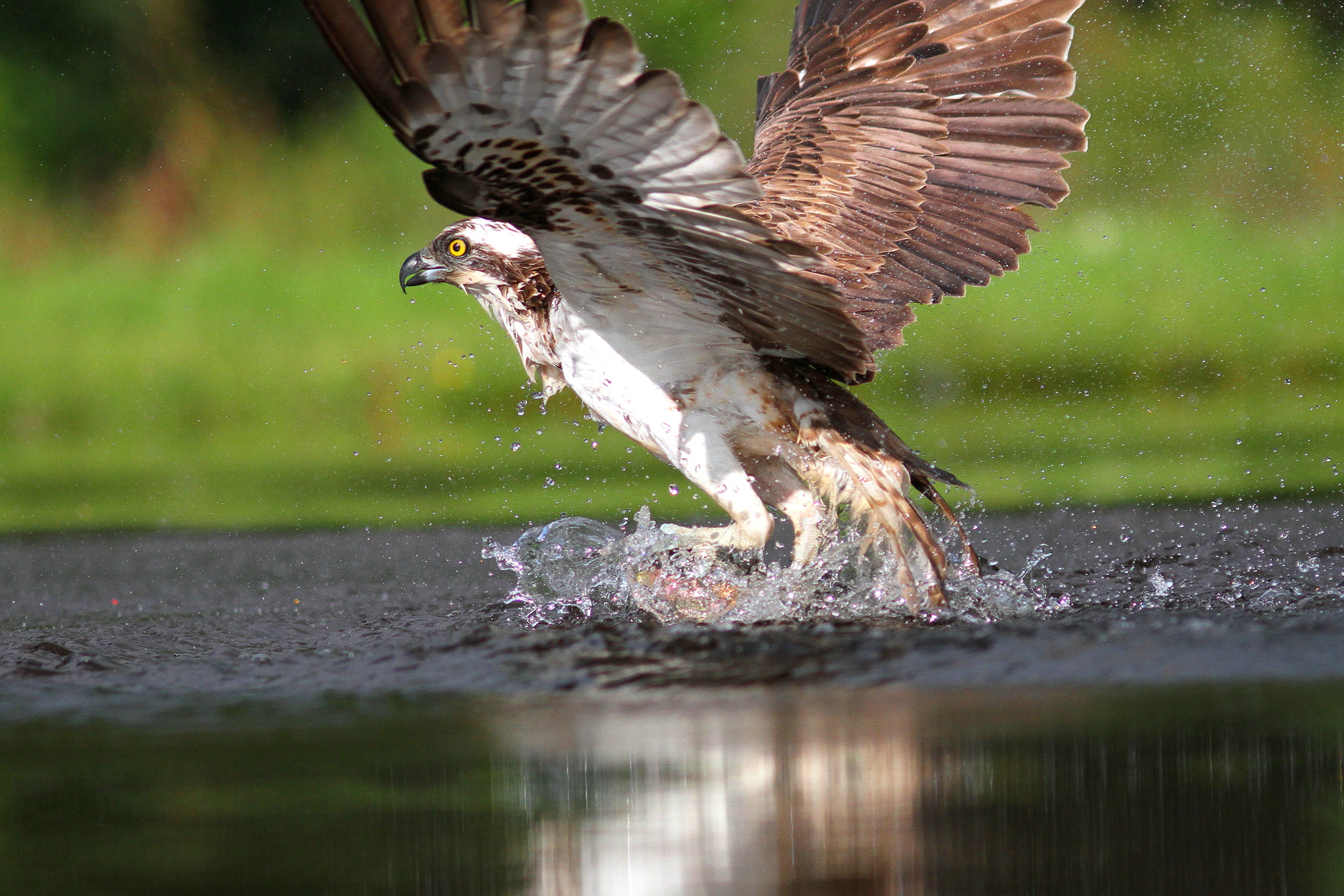 Canon EF 300mm F4L IS USM sample photo. Osprey photography