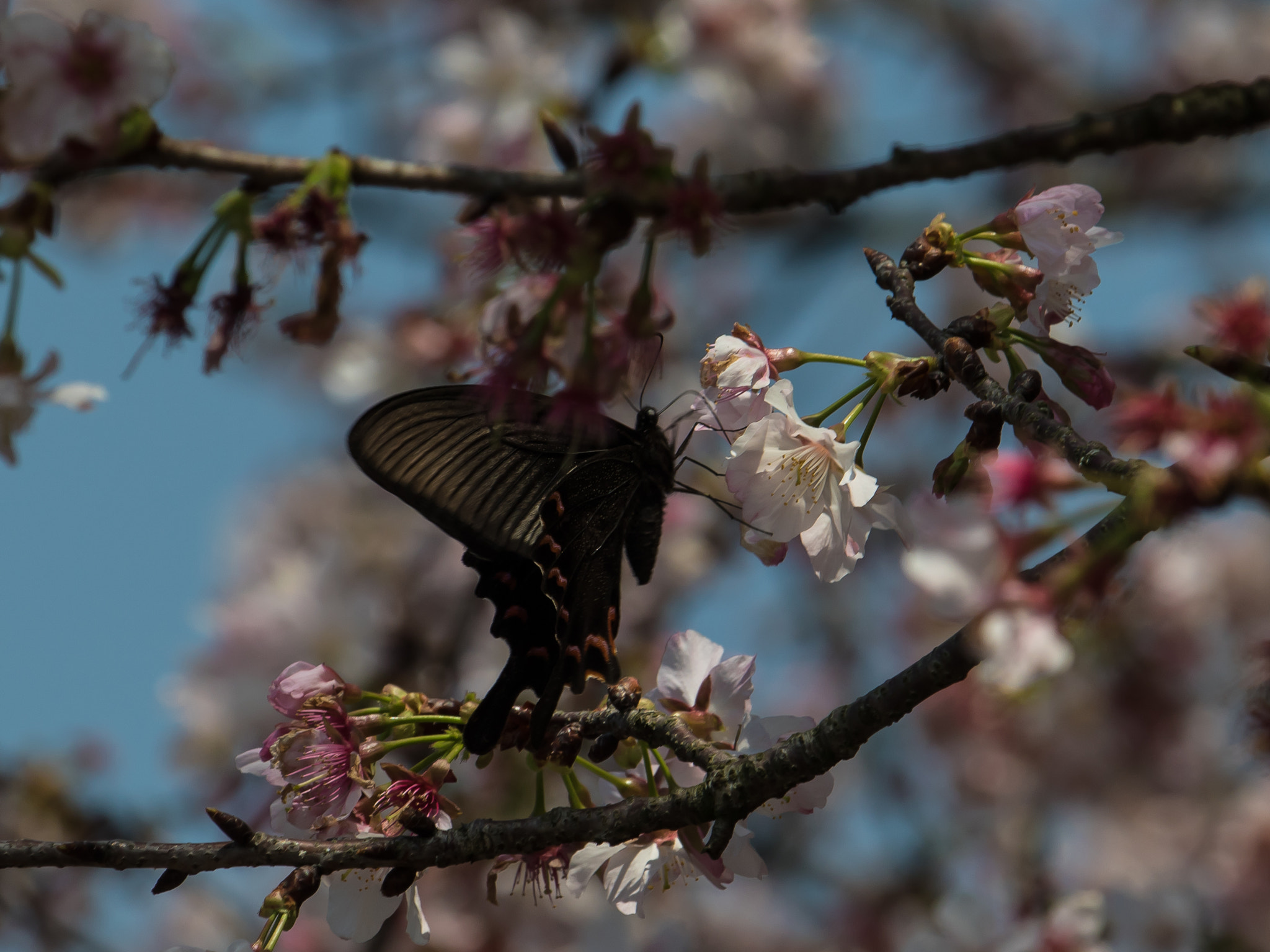 Canon EF 80-200mm f/2.8L sample photo. Butterfly photography