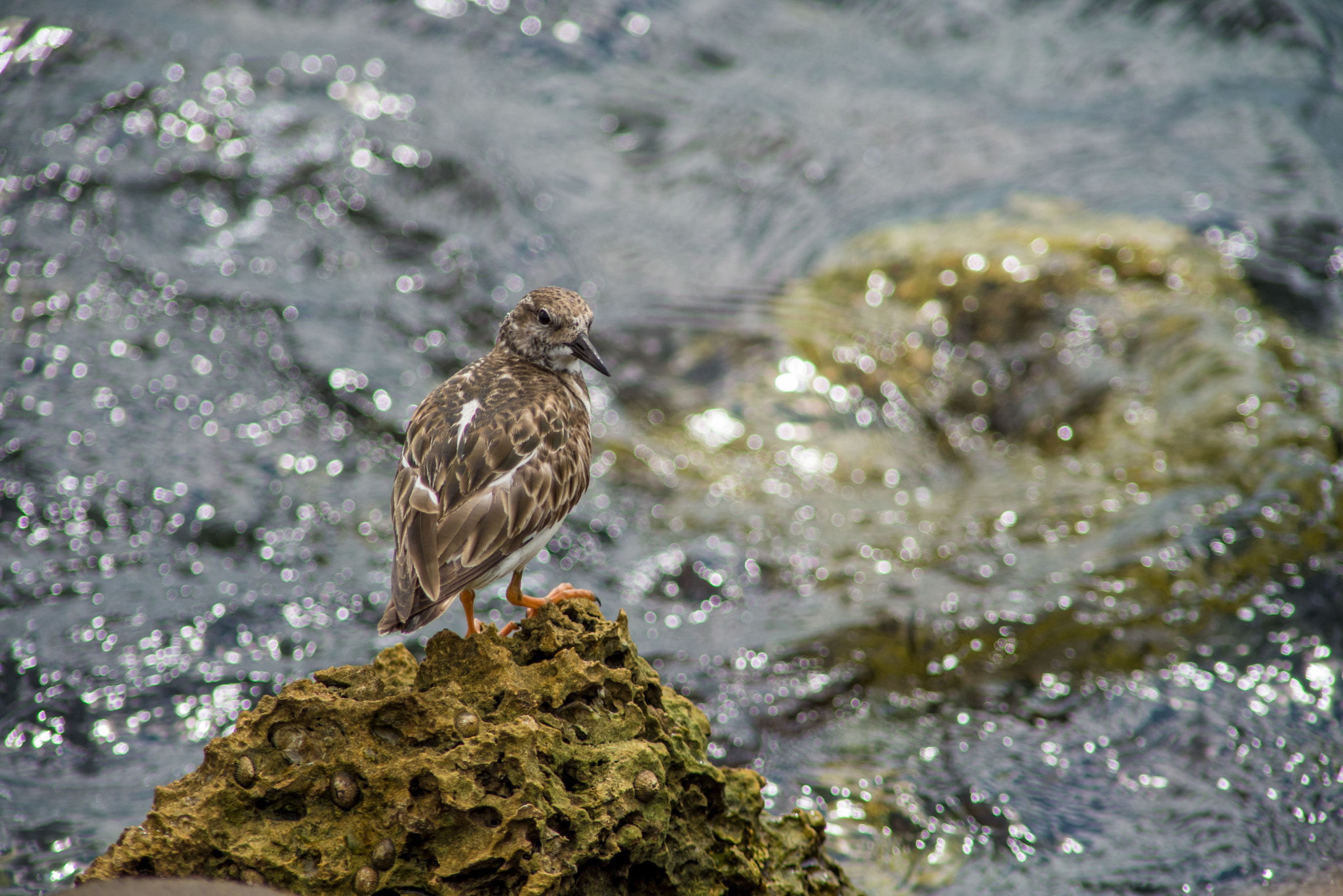 Nikon D610 + AF Nikkor 300mm f/4 IF-ED sample photo. Ruddy turnstone photography