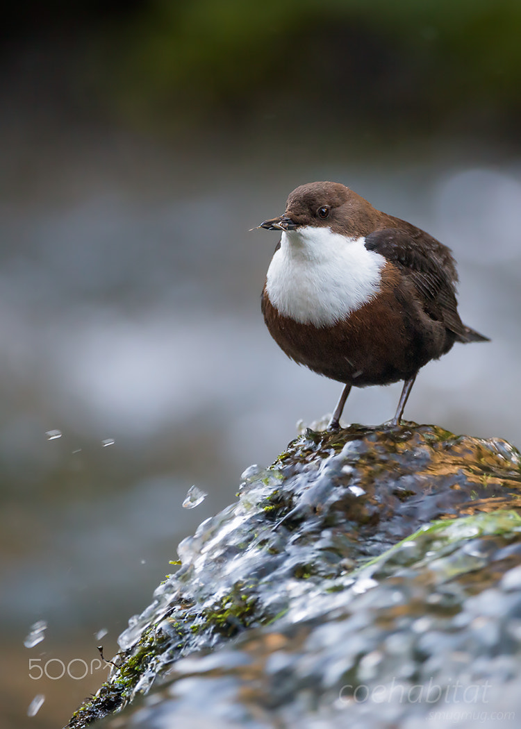 Nikon AF-S Nikkor 200-400mm F4G ED-IF VR sample photo. Dipper with food photography