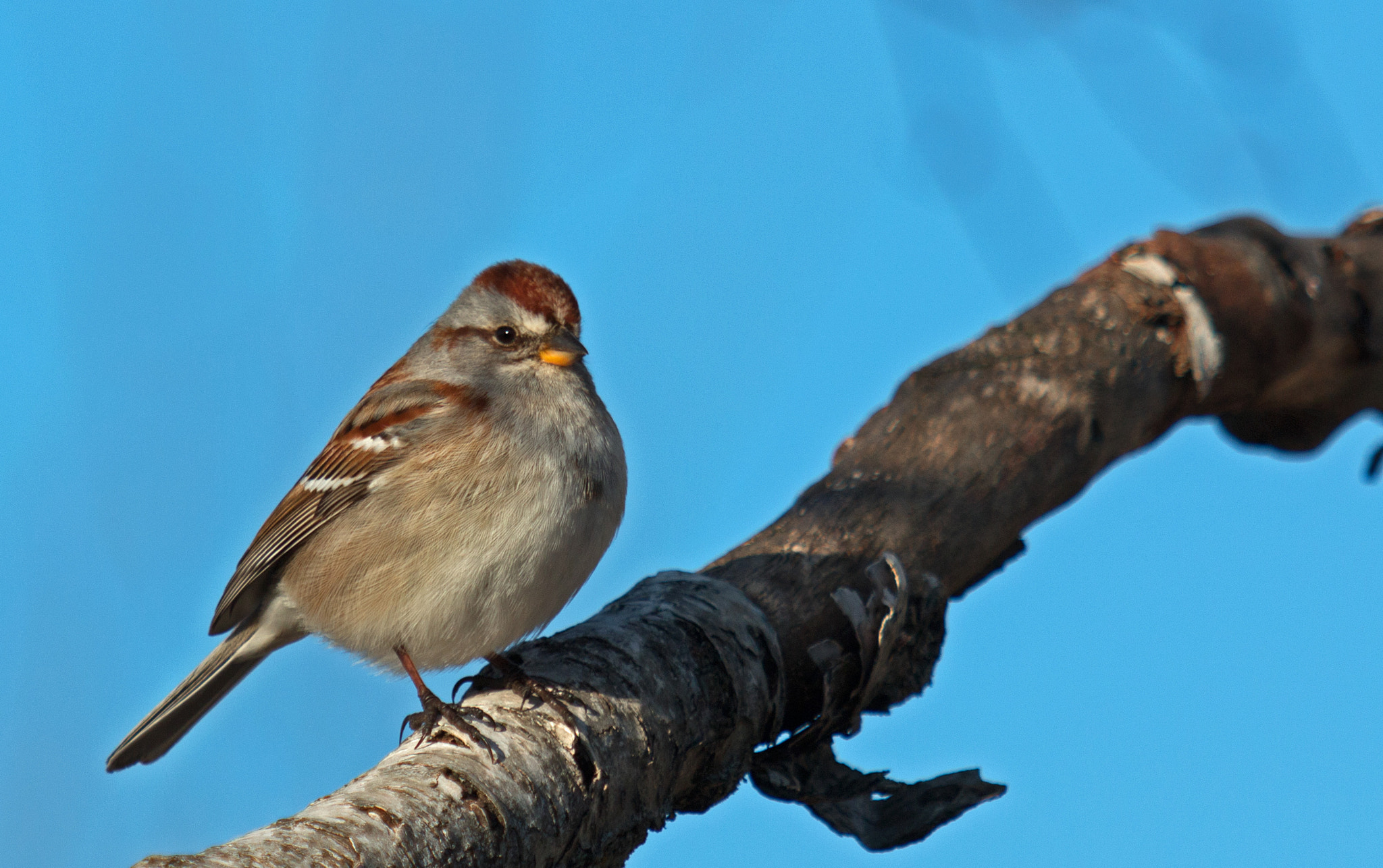 Canon EOS 70D + Canon EF 70-200mm F2.8L USM sample photo. American tree sparrow photography