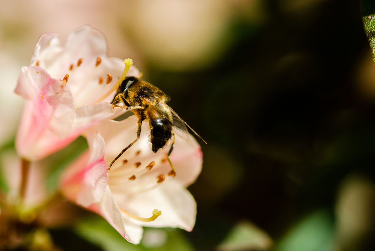 Fujifilm X-E1 + Fujifilm XF 60mm F2.4 R Macro sample photo. Bee photography