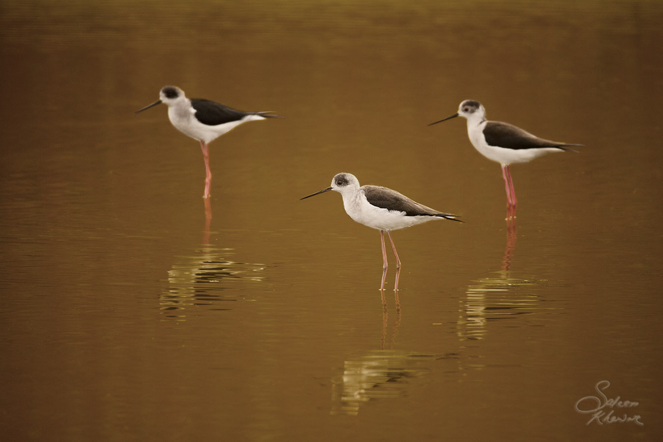 Sigma 150-600mm F5-6.3 DG OS HSM | C sample photo. Golden time photography