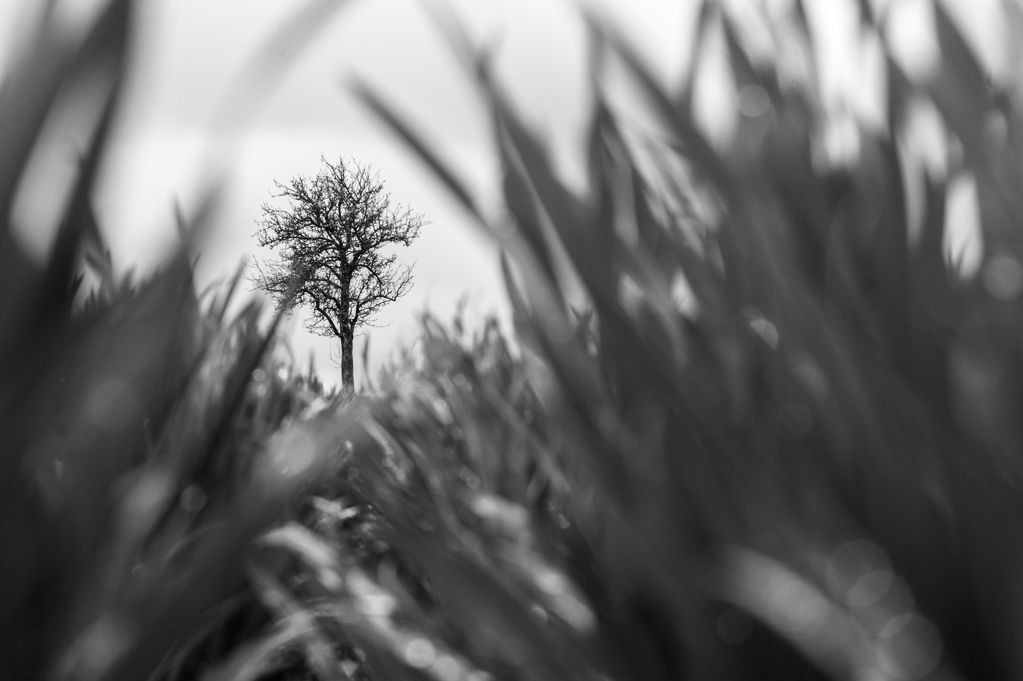AF-S Zoom-Nikkor 80-200mm f/2.8D IF-ED sample photo. Tree photography