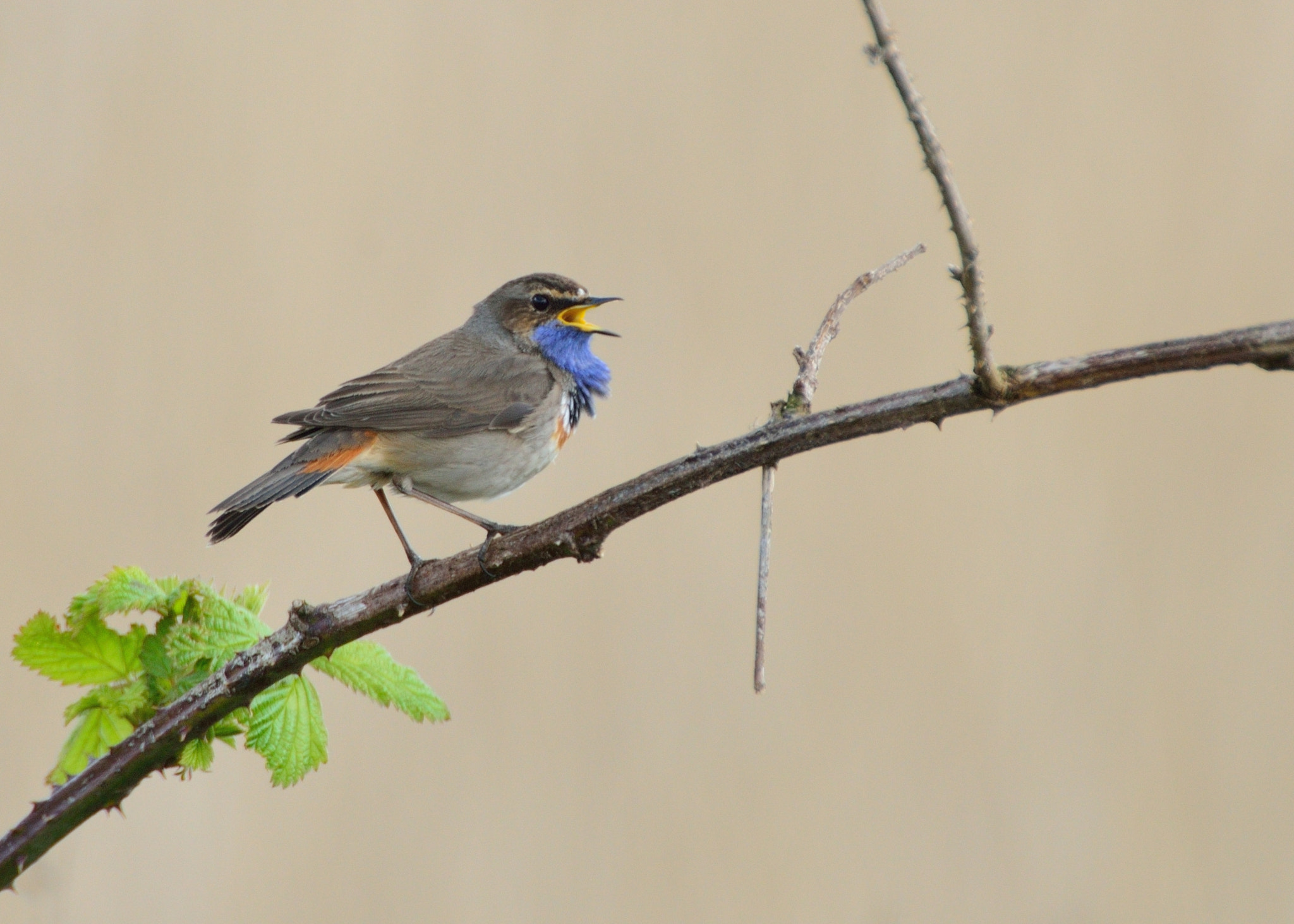 AF-S Nikkor 600mm f/4D IF-ED + TC-14E sample photo. Blauwborst photography