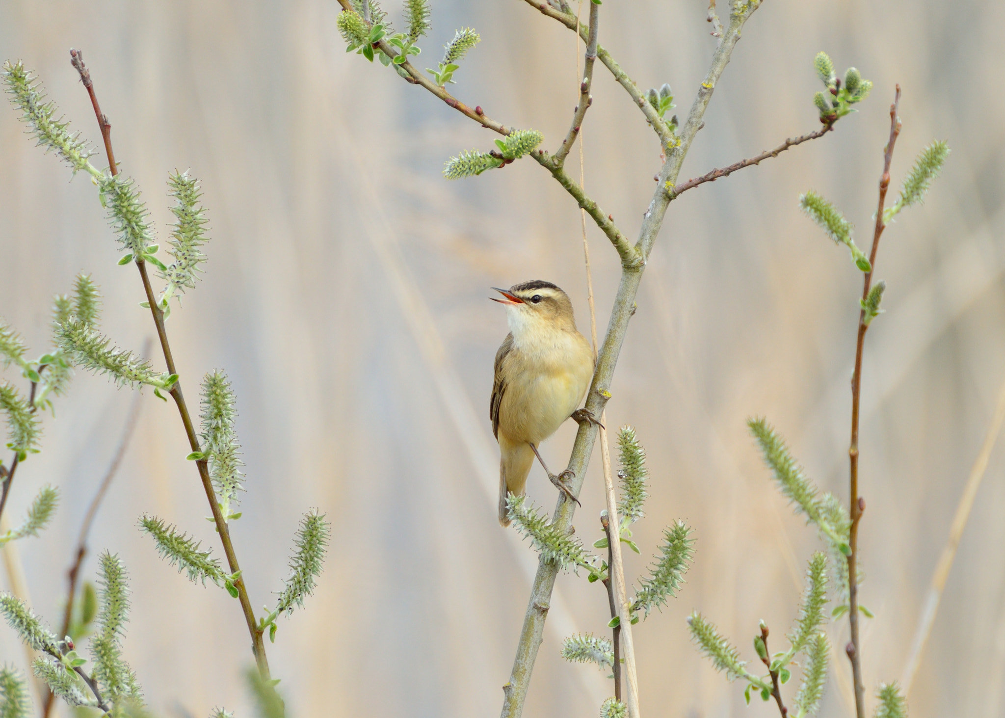 AF-S Nikkor 600mm f/4D IF-ED + TC-14E sample photo. Rietzanger photography