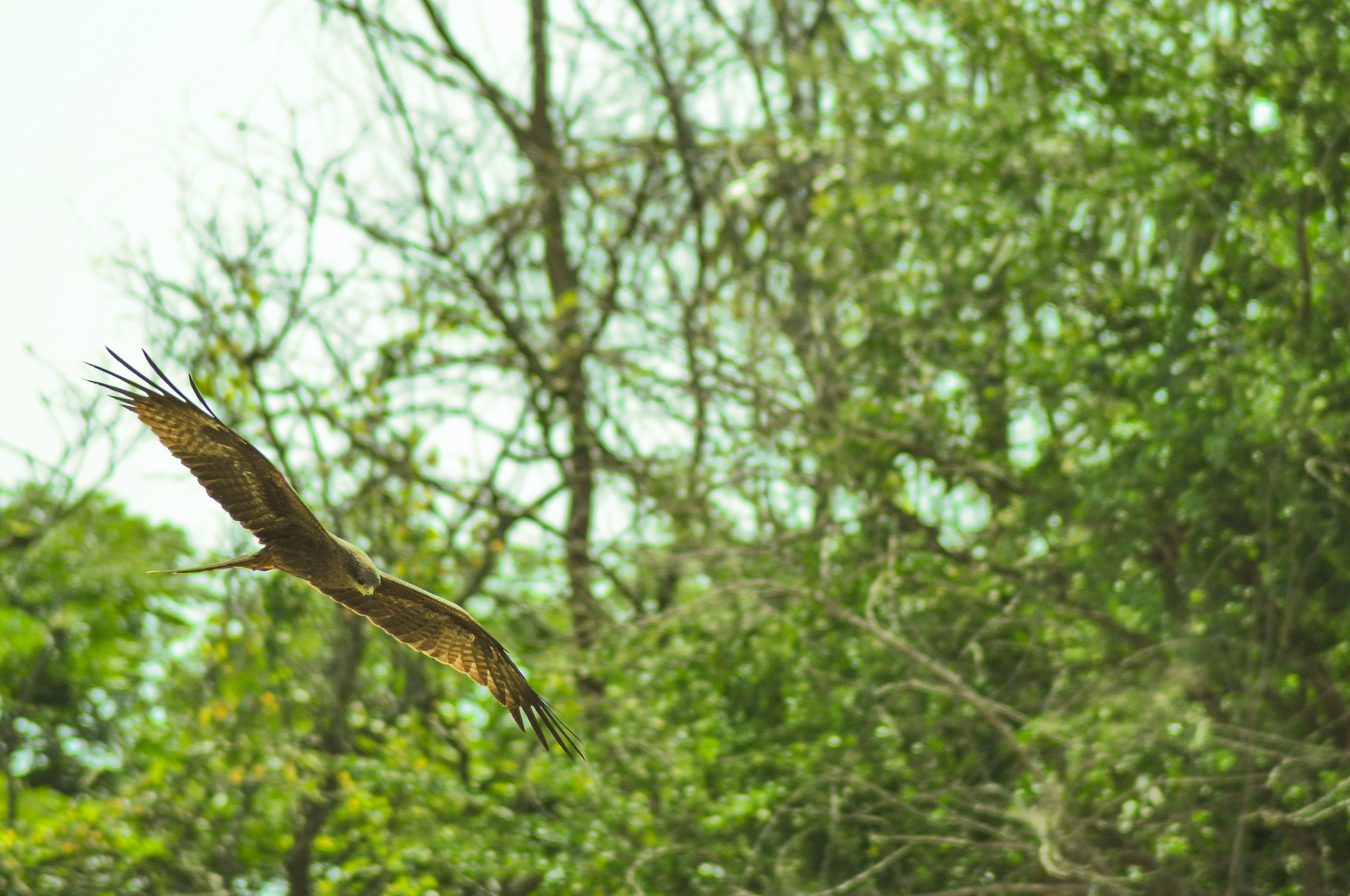 Sigma 70-200mm F2.8 EX DG OS HSM sample photo. Fly solo fly high photography