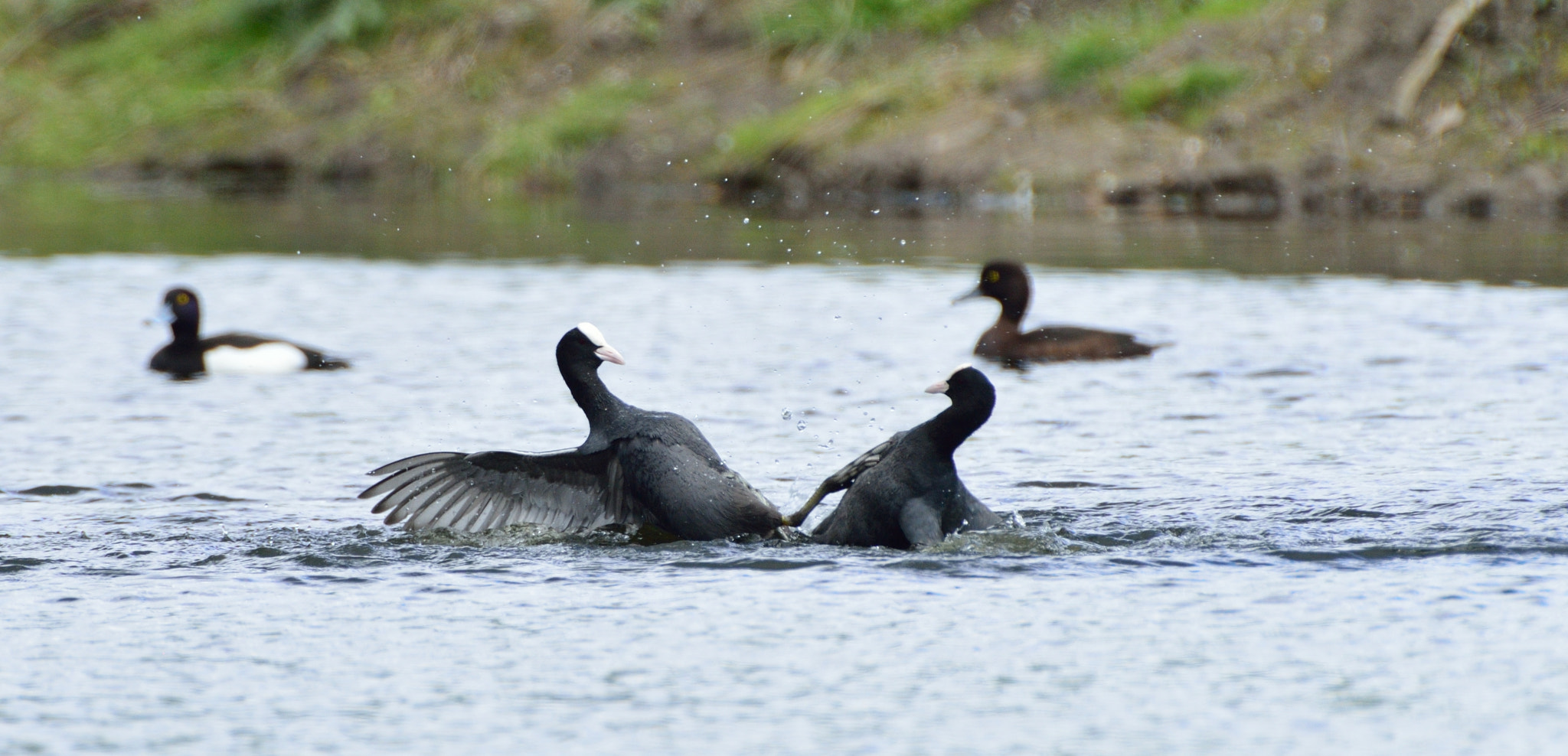 AF-S Nikkor 600mm f/4D IF-ED + TC-14E sample photo. Waterhoen photography