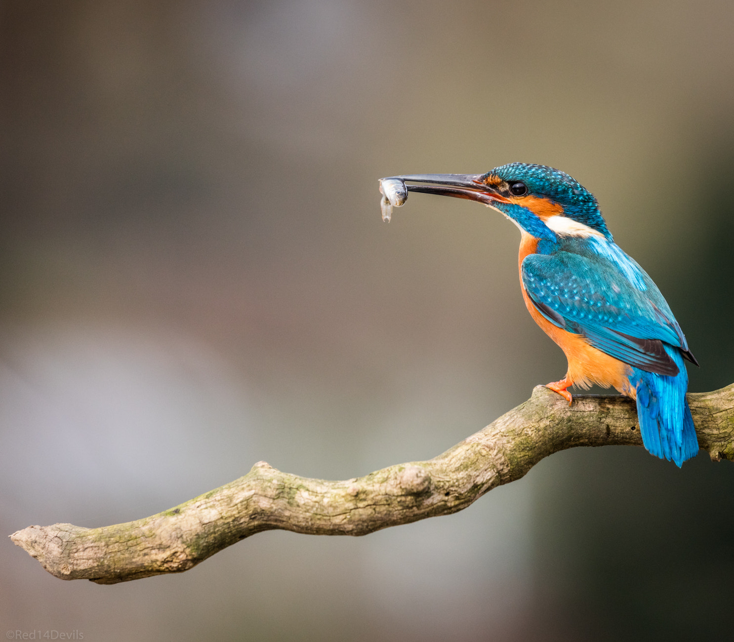 Canon EOS 5DS + Canon EF 100-400mm F4.5-5.6L IS II USM sample photo. Kingfisher with a fish photography