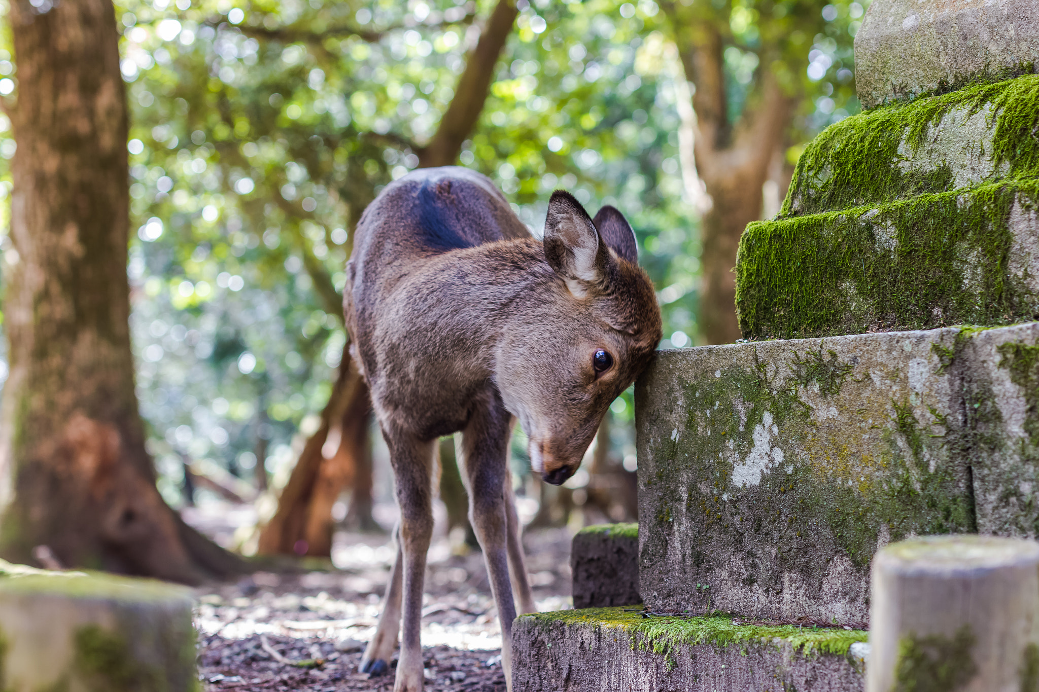 Sigma 50mm F1.4 EX DG HSM sample photo. 成长的烦恼 photography