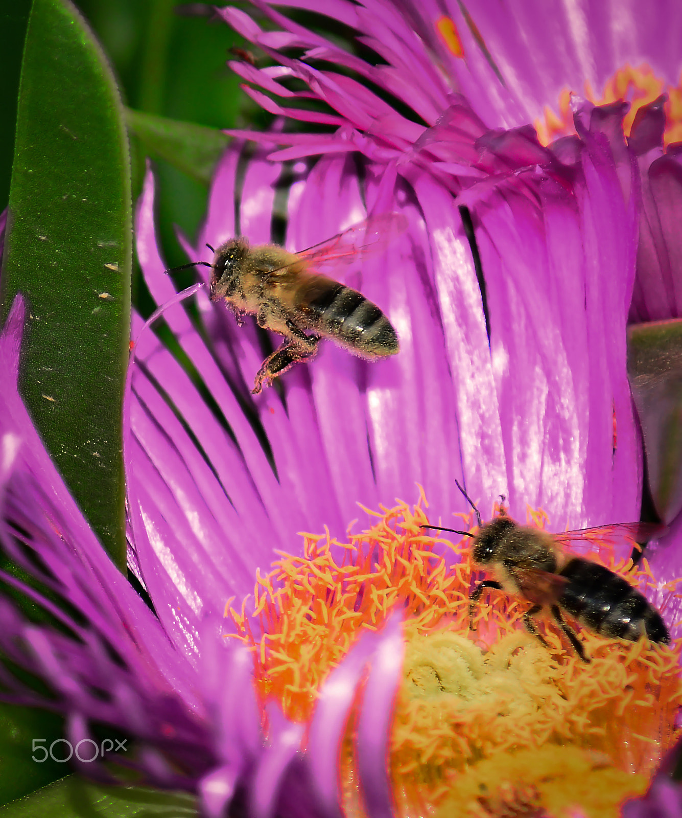 AF Zoom-Nikkor 70-210mm f/4 sample photo. Busy bees photography
