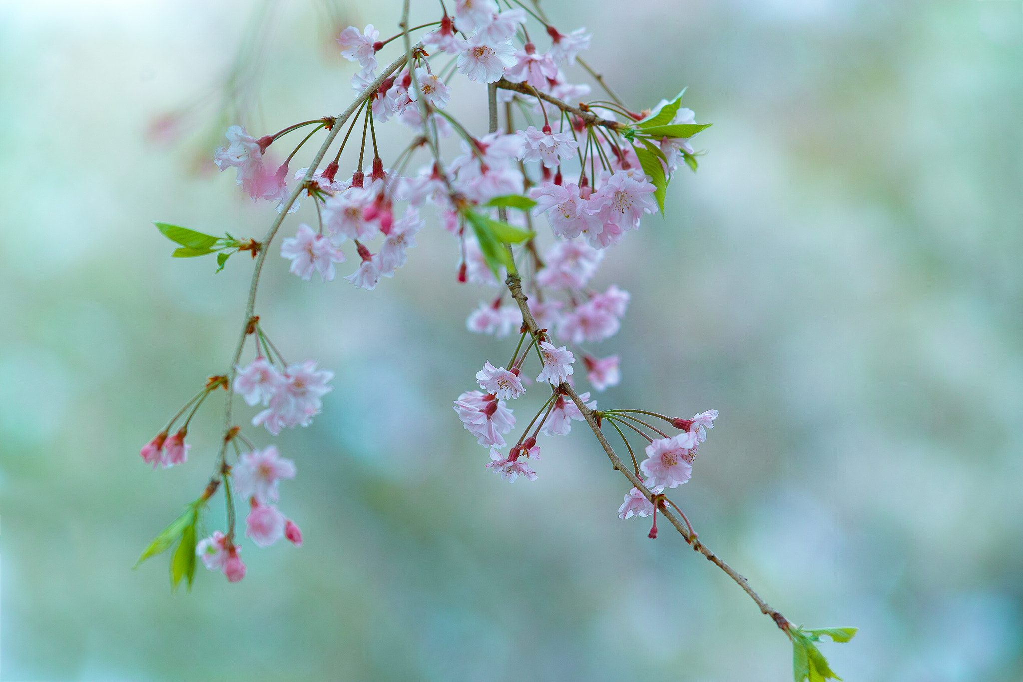 Sigma SD1 sample photo. 朝の静けさ photography