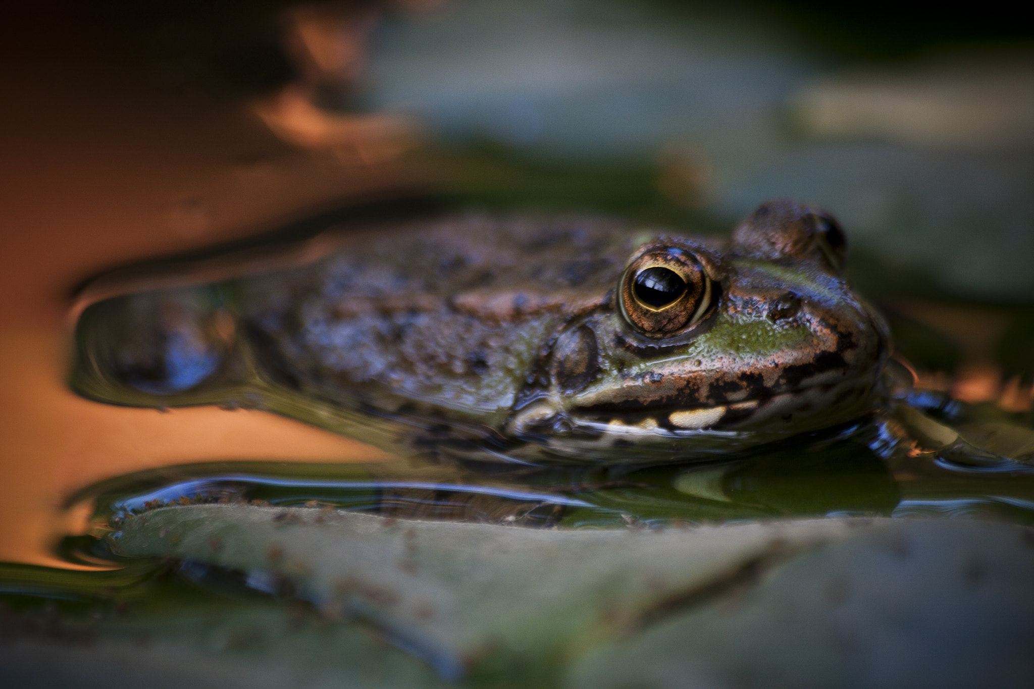 Sigma 70-300mm F4-5.6 APO DG Macro sample photo. Sapo photography
