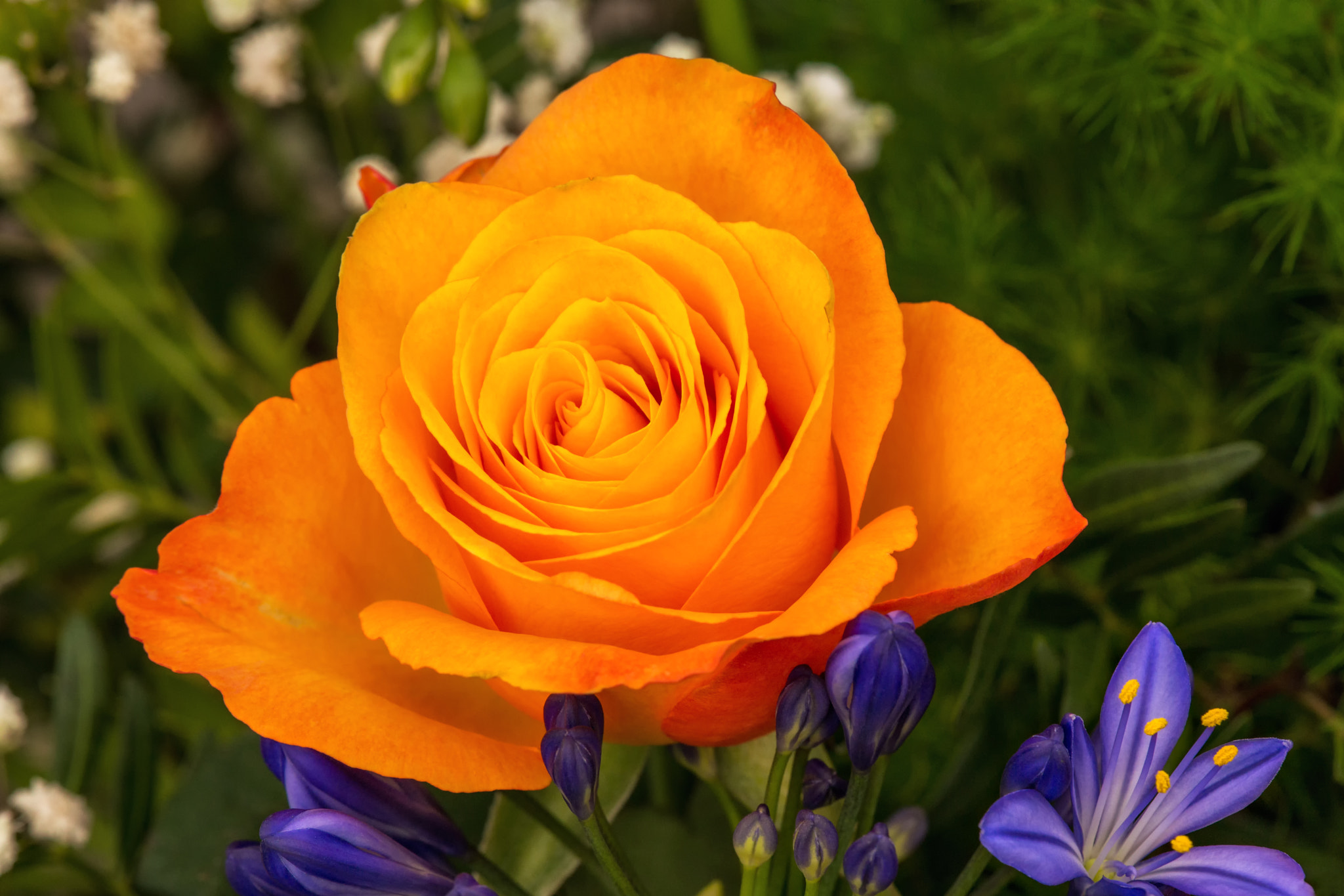 Sony SLT-A99V sample photo. Rose and flowers photography