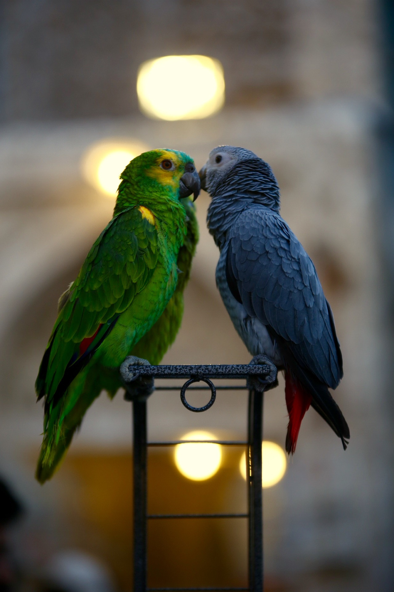 Canon 70-200mm sample photo. Love birds photography
