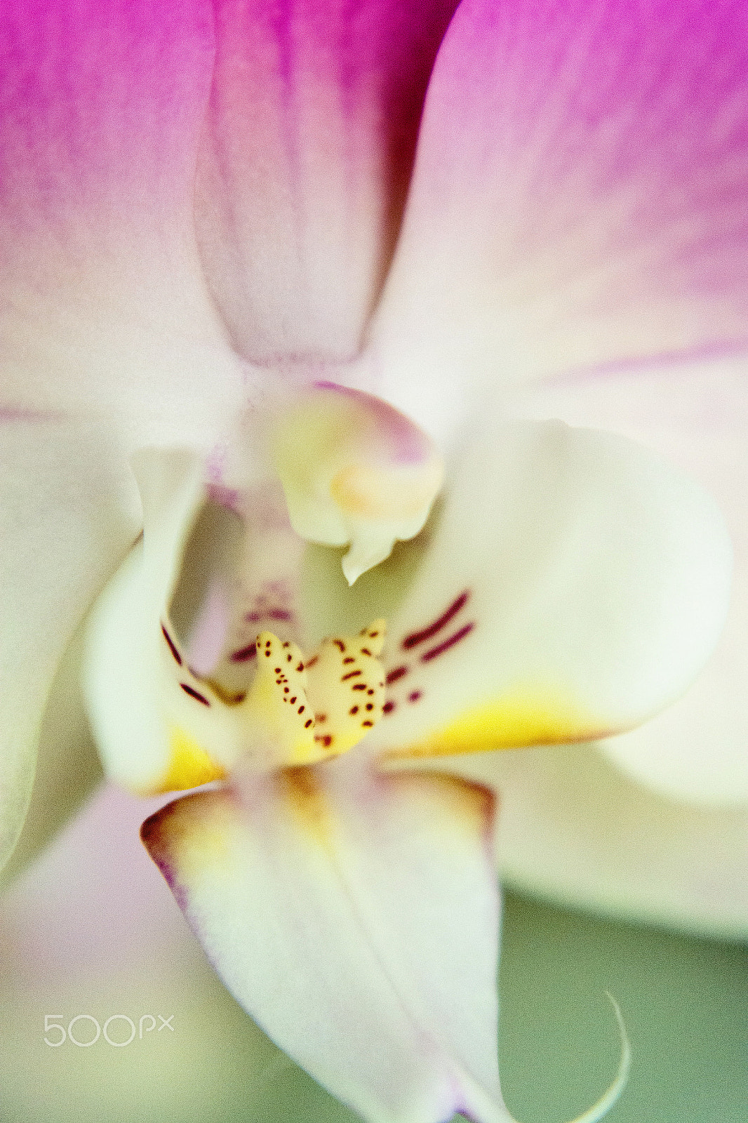 Samsung NX 20-50mm F3.5-5.6 ED sample photo. Orchid photography
