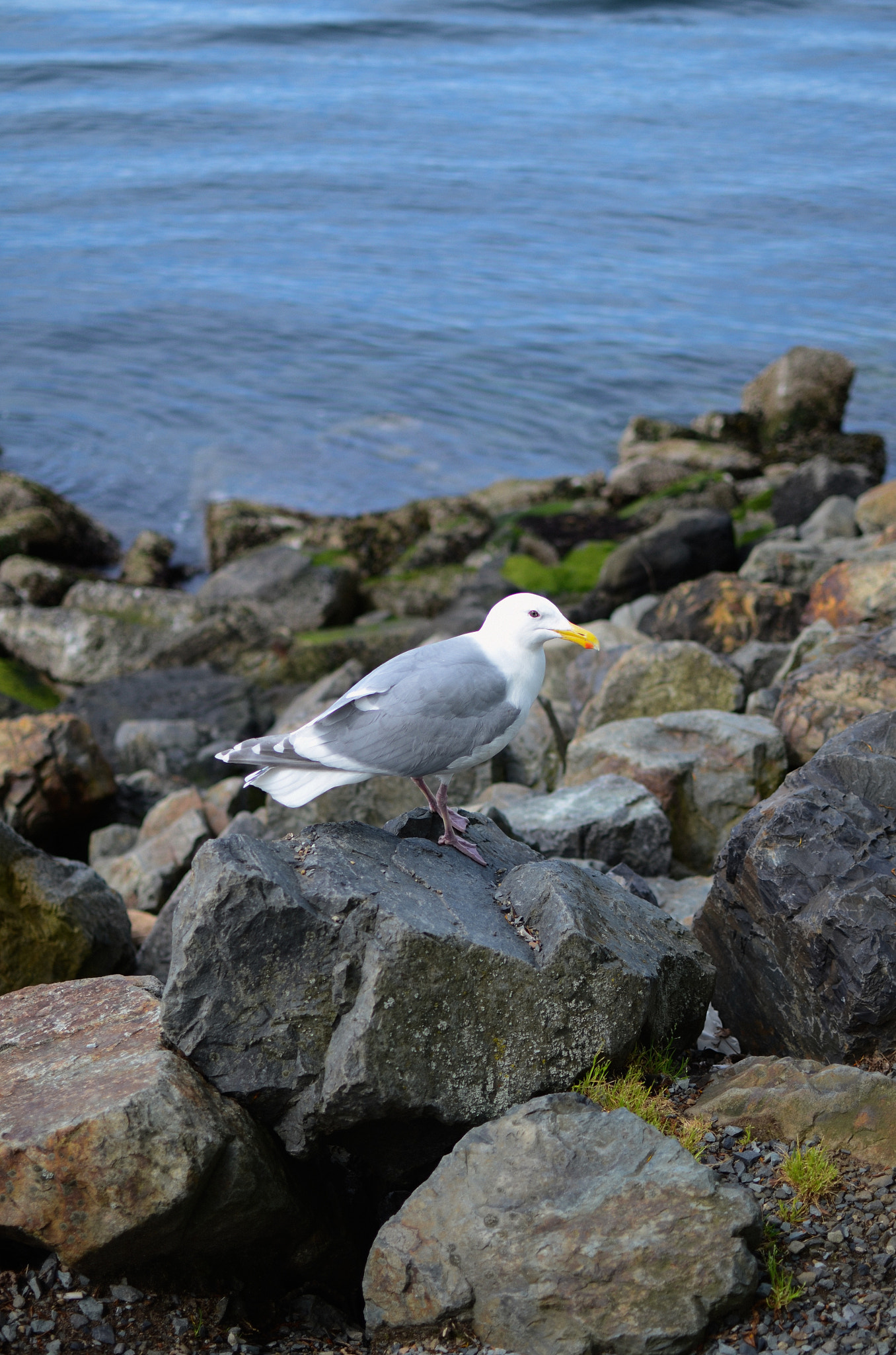 Nikon D7000 + Nikon AF-S DX Nikkor 35mm F1.8G sample photo. Seattle seagull photography