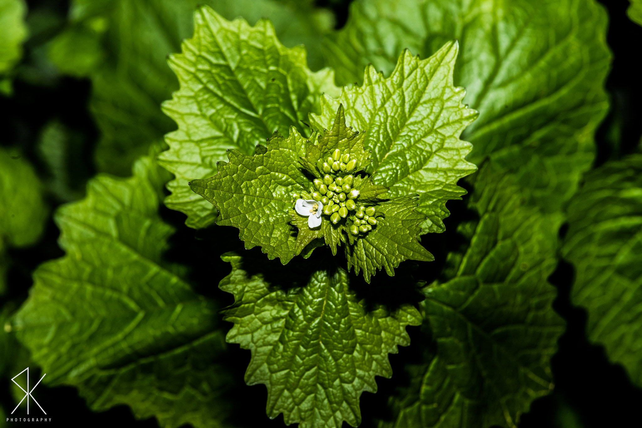 Sigma 150mm F2.8 EX DG Macro HSM sample photo. . photography