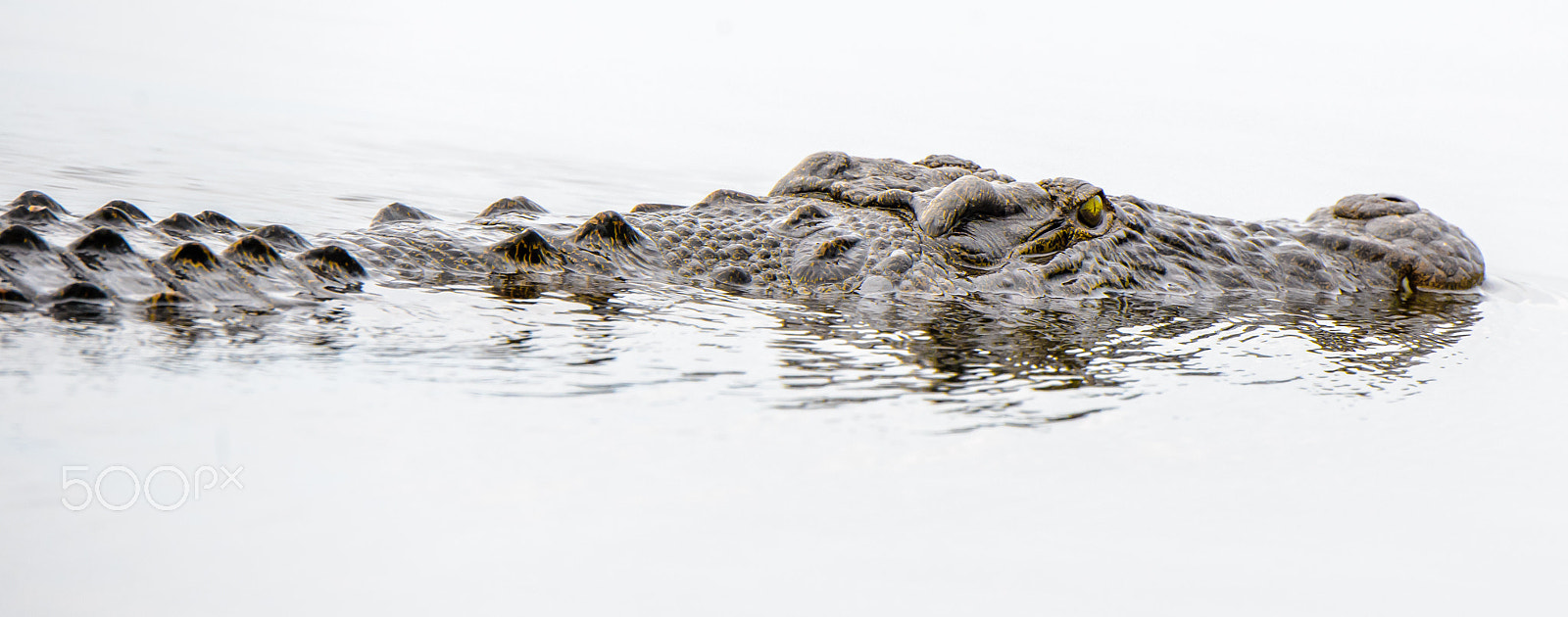 Nikon D600 sample photo. Crocodile photography