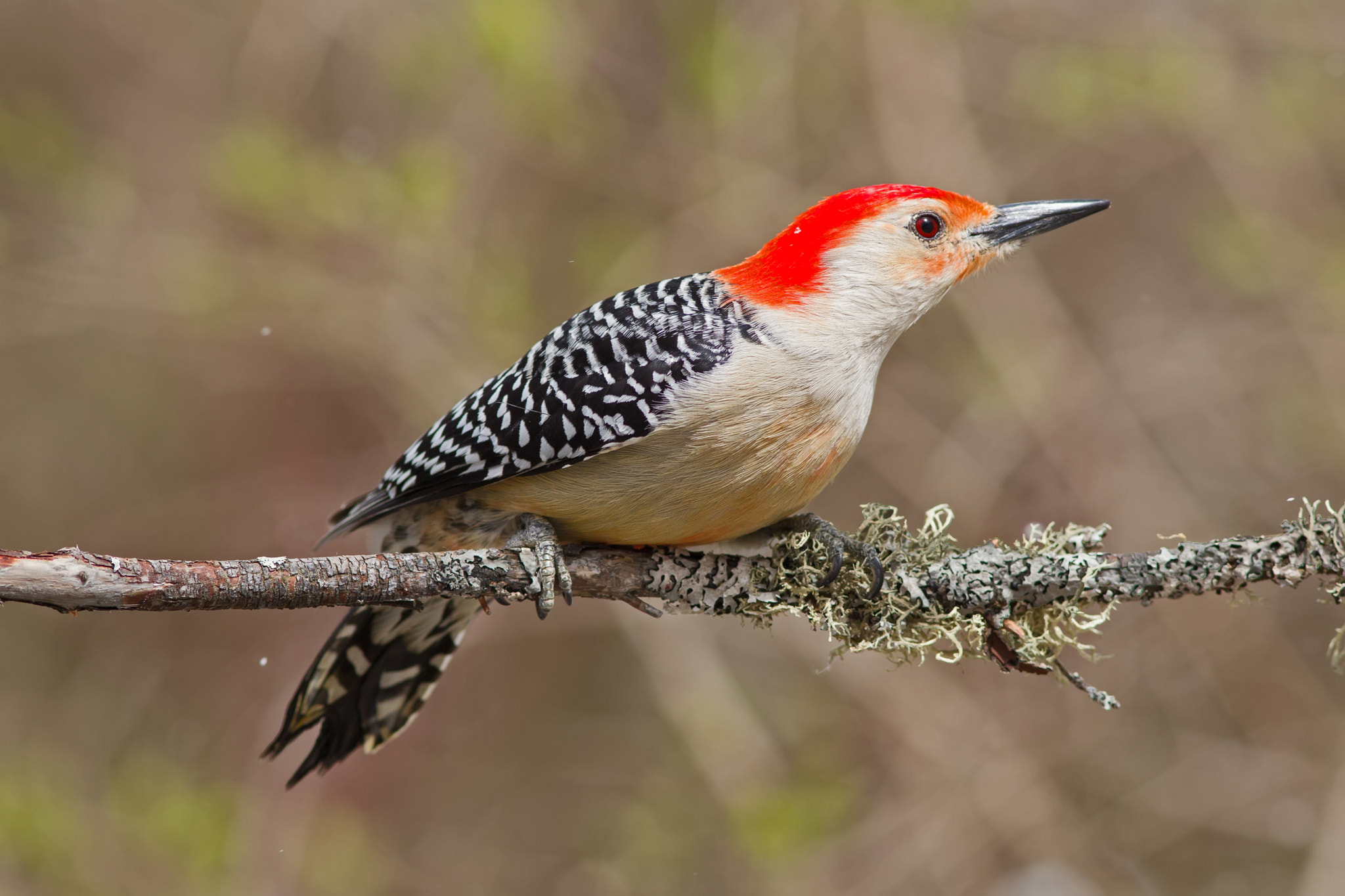 Canon EF 300mm F4L IS USM sample photo. Red-bellied woodpecker 9812 photography