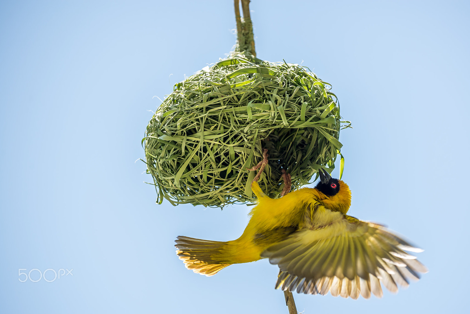 Nikon D600 sample photo. Weaver bird photography