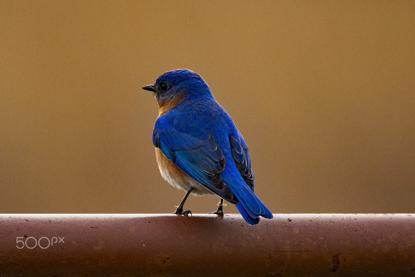 Tamron SP 150-600mm F5-6.3 Di VC USD sample photo. Eastern bluebird on a gate photography