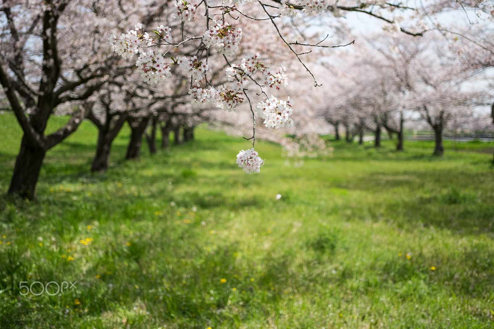 ZEISS Touit 32mm F1.8 sample photo. Full bloom photography