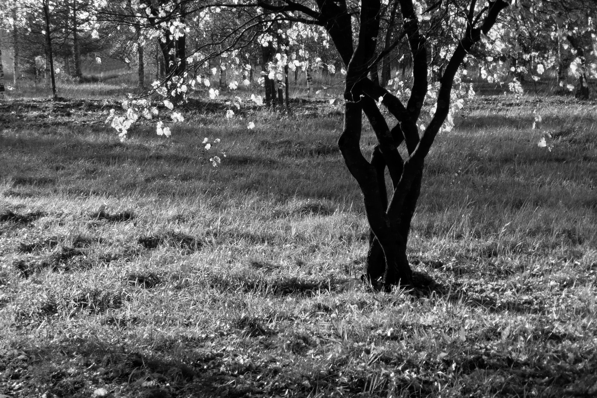 Panasonic DMC-TZ2 sample photo. Tree. photography