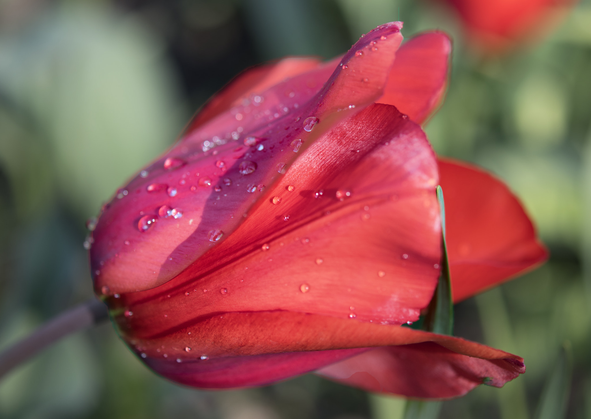 Nikon AF-S Micro-Nikkor 60mm F2.8G ED sample photo. Spring color ii photography