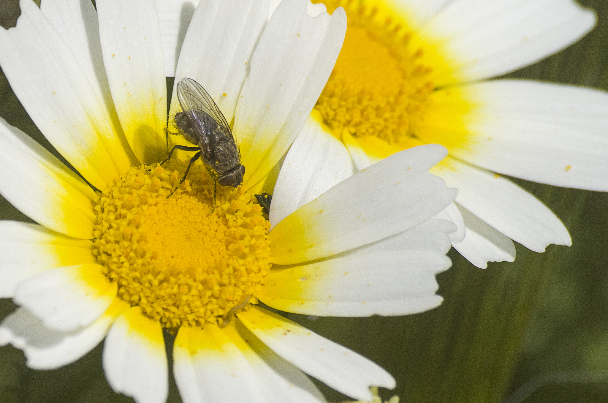 Pentax K-50 + Sigma sample photo. 1.jpg photography