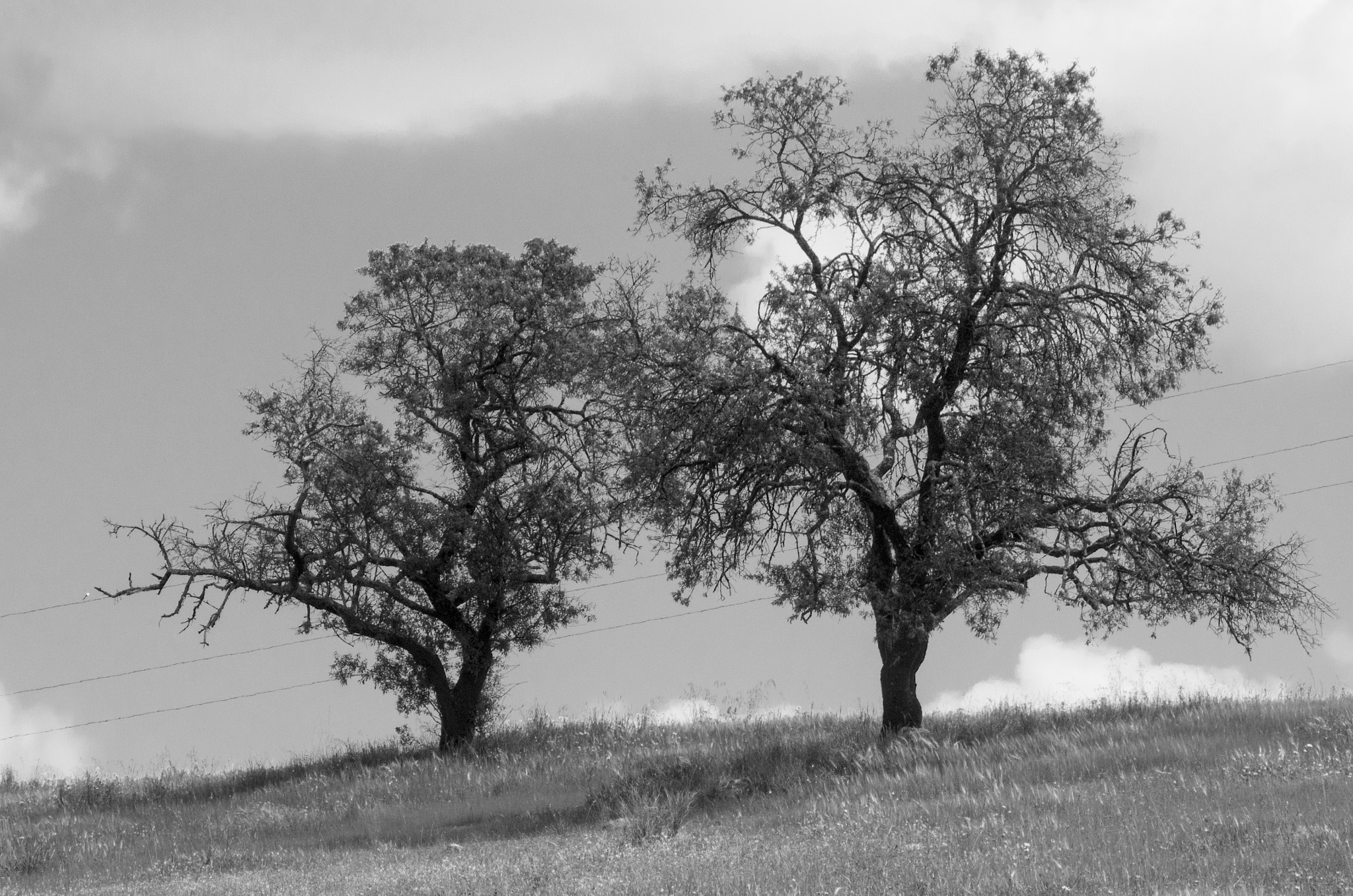 Pentax K-50 + Sigma sample photo. Almendros photography
