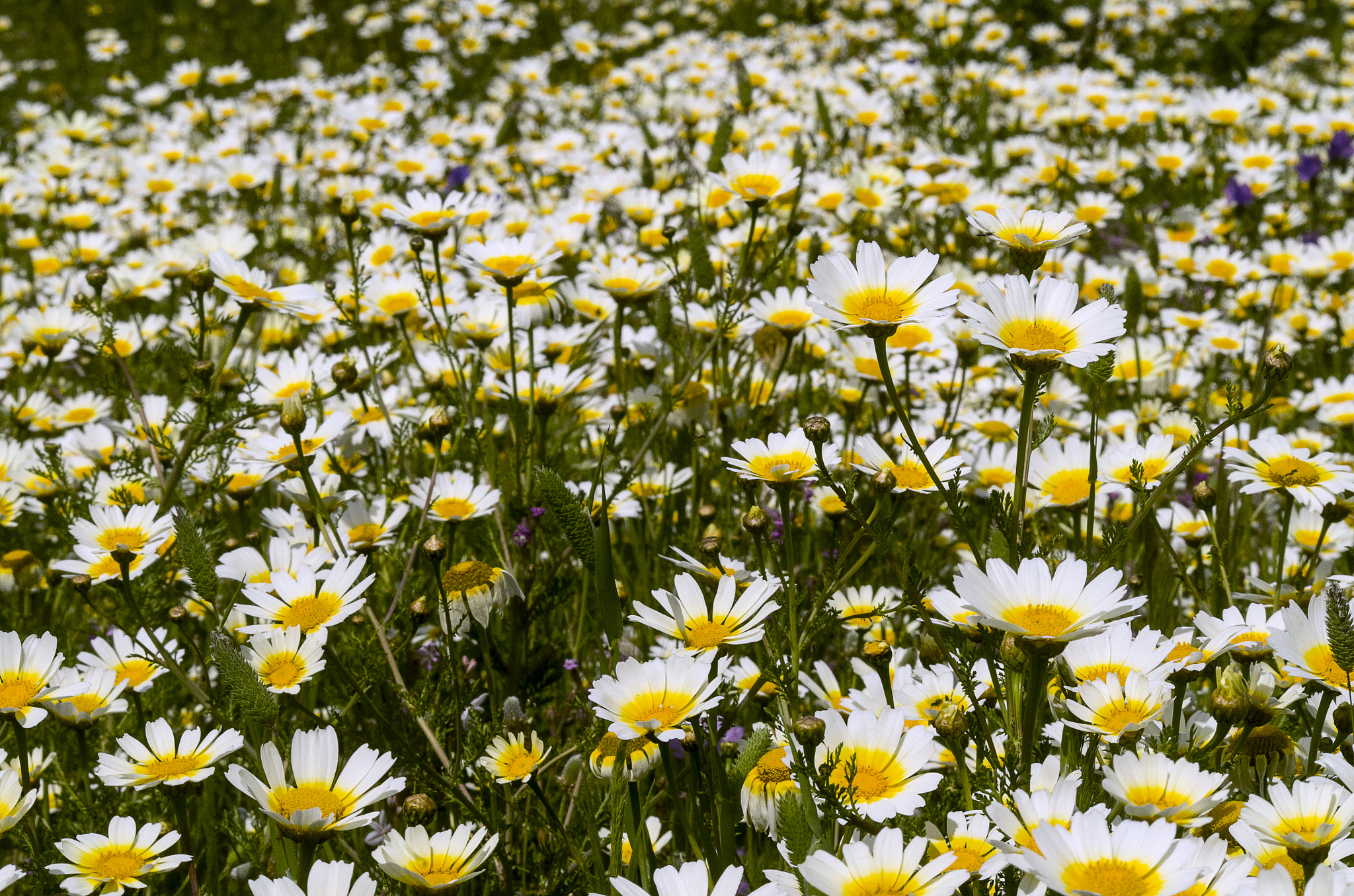 Pentax K-50 + Sigma sample photo. 4.jpg photography