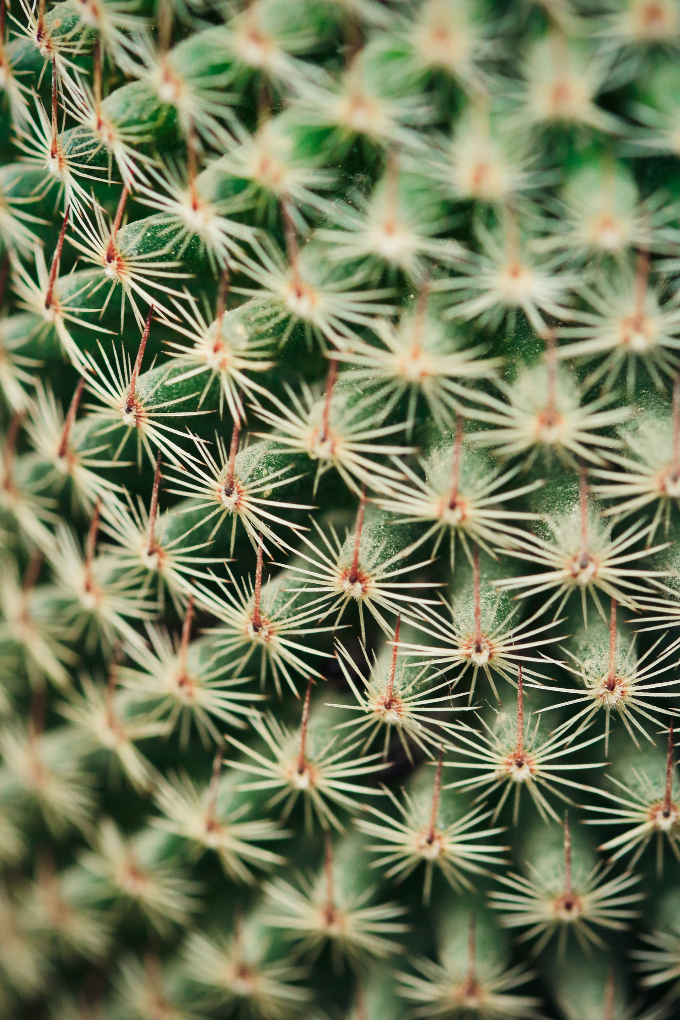Sigma 105mm F2.8 EX DG OS HSM sample photo. Cactus pattern photography