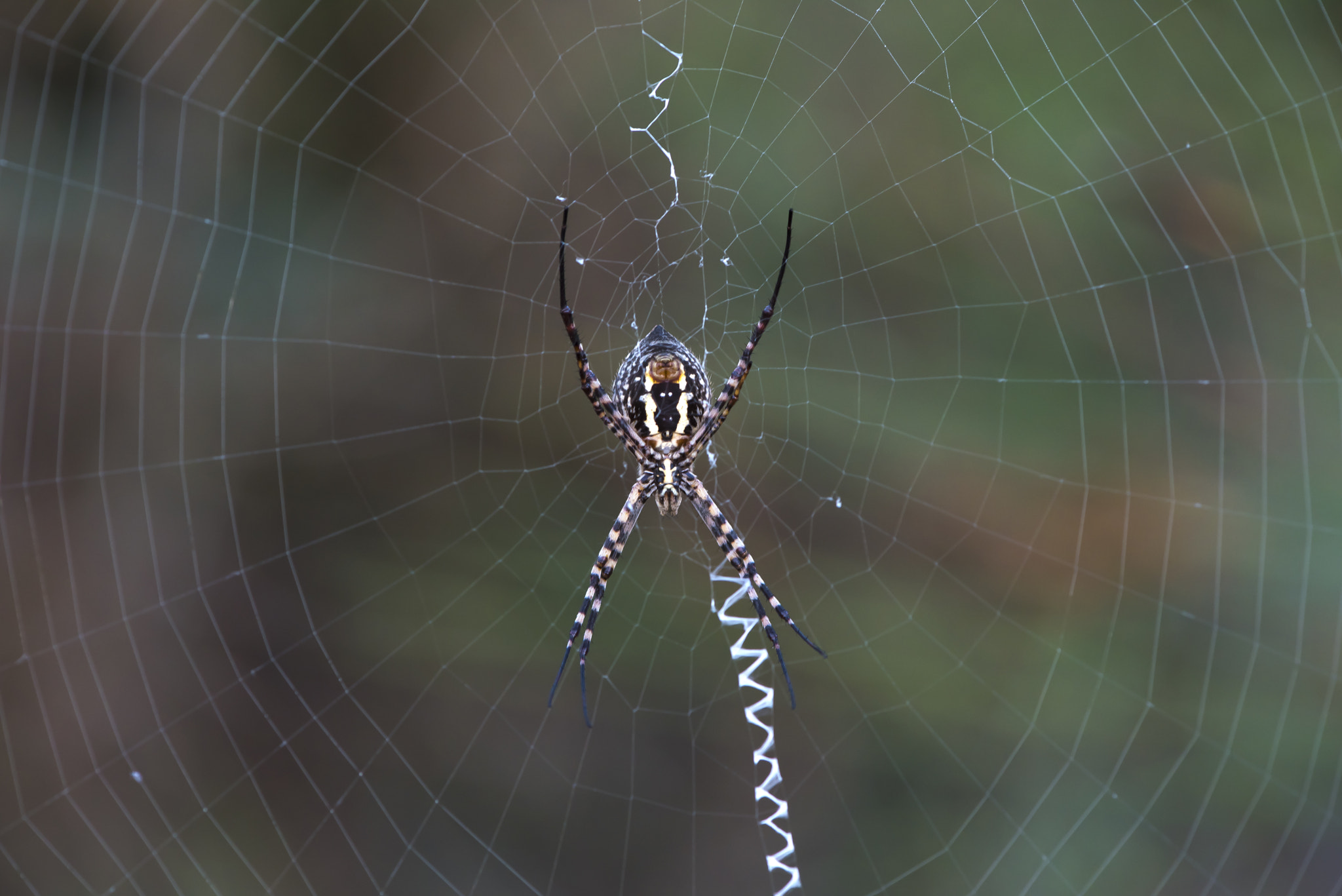 Argiope