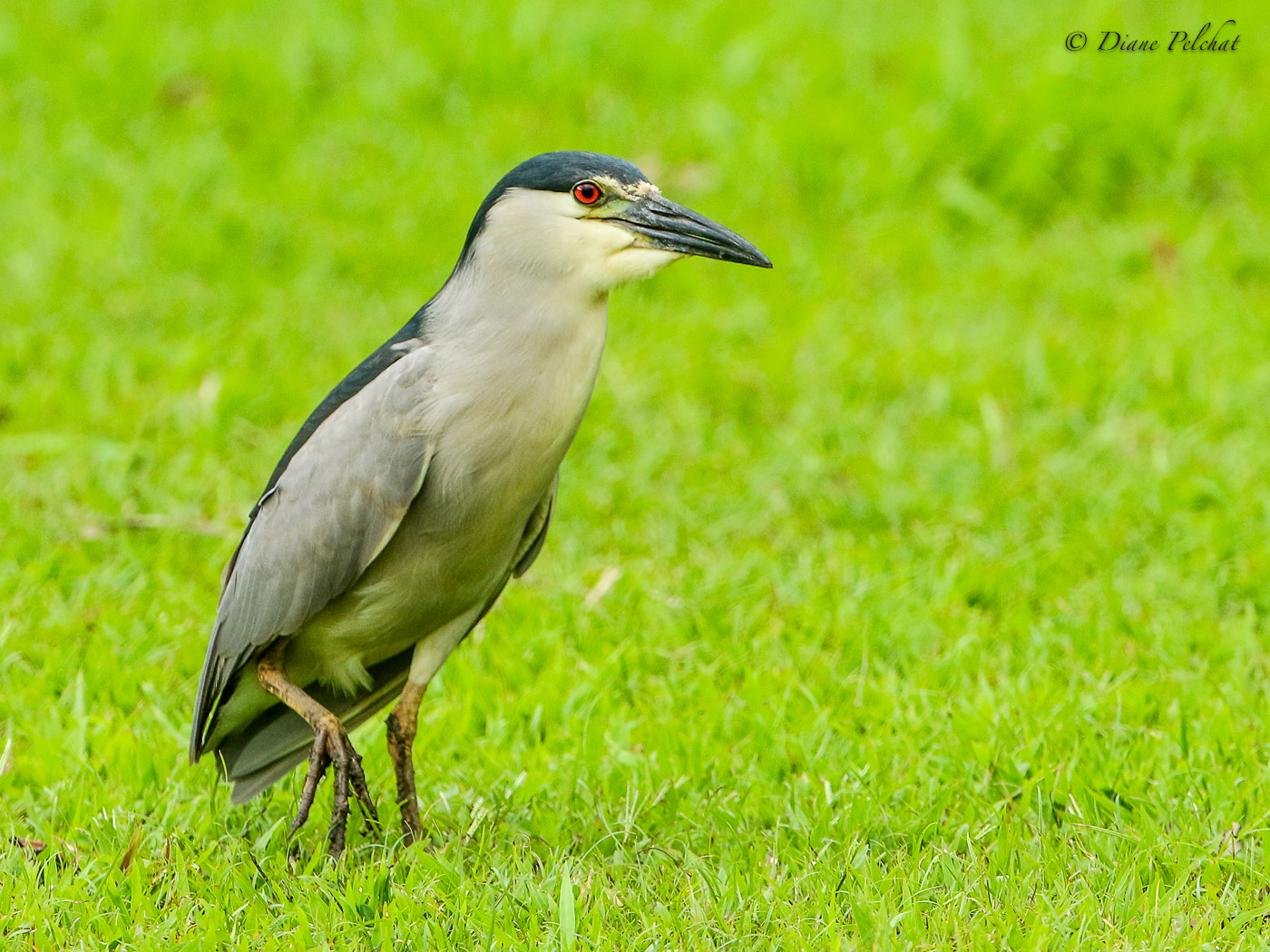Canon EF 300mm F2.8L IS II USM sample photo. Black-crowned night heron photography