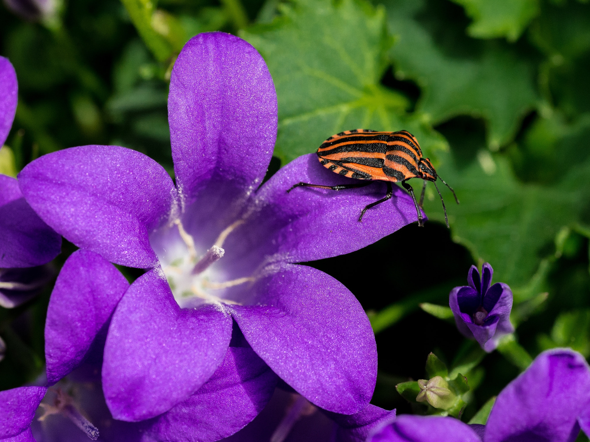 Nikon Df sample photo. Graphosoma lineatum photography