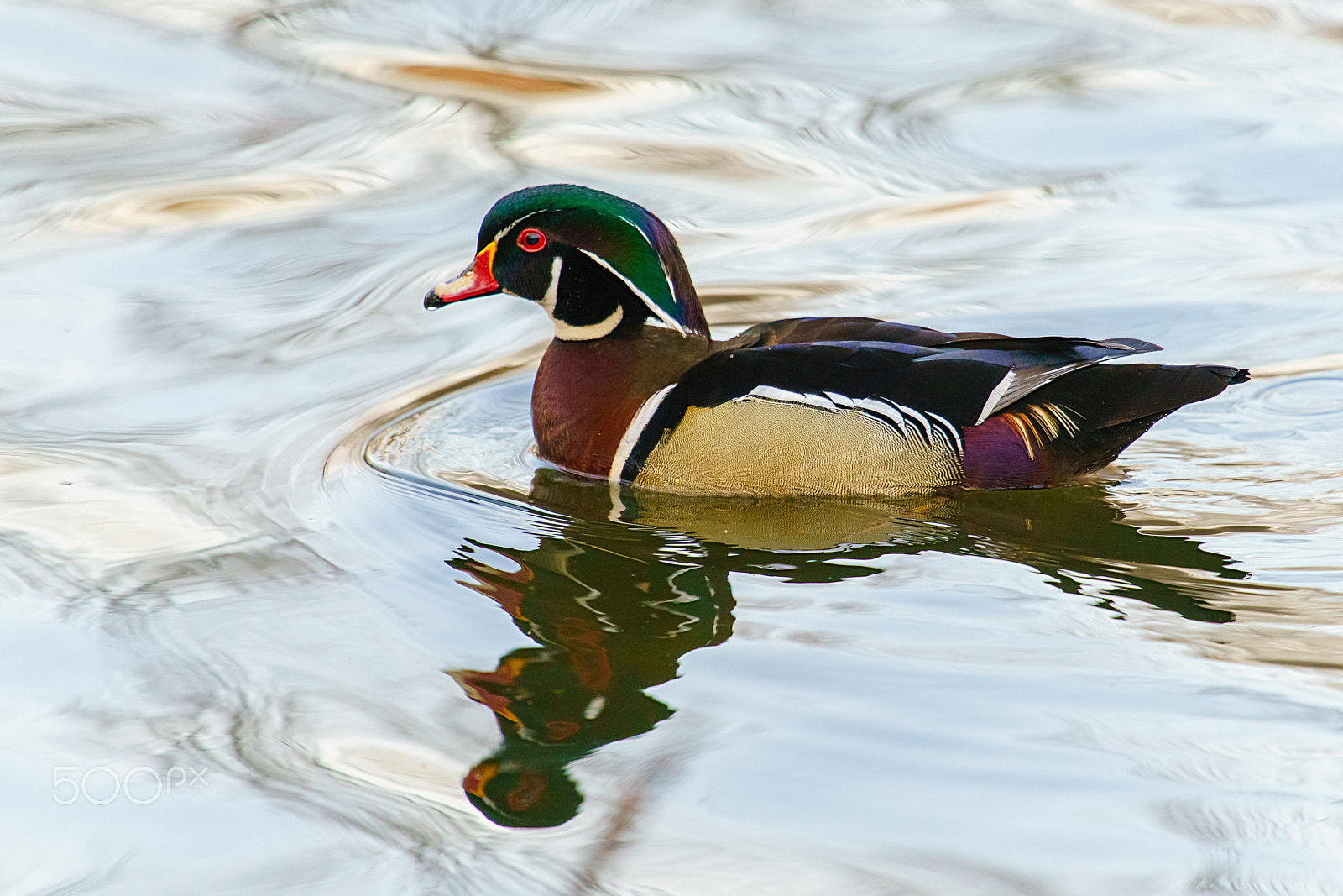Canon EF 100-400mm F4.5-5.6L IS USM sample photo. Male wood duck swimming in a pond, ottawa, canada photography