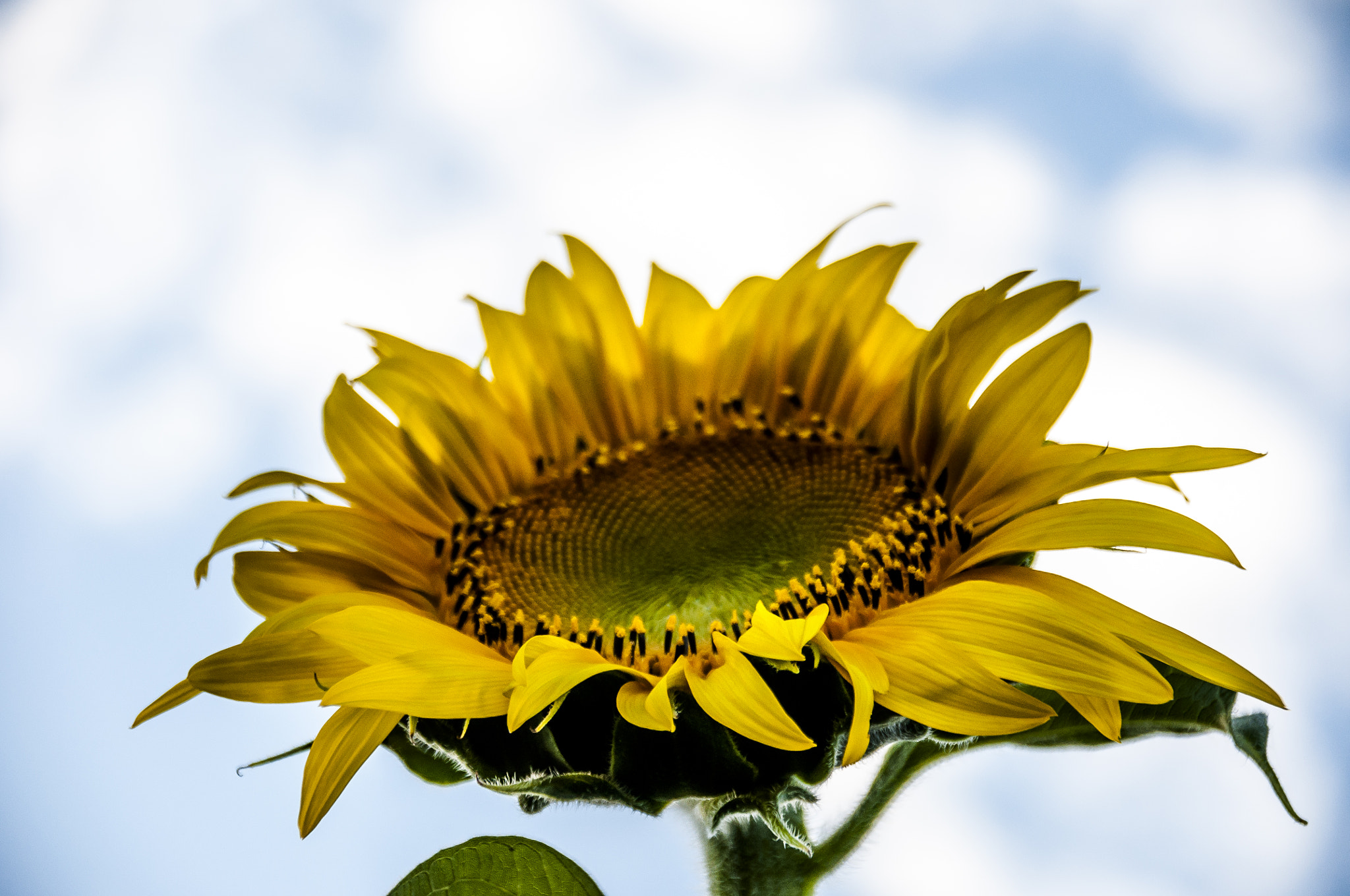 Sigma 18-250mm F3.5-6.3 DC Macro OS HSM sample photo. Sunflower photography