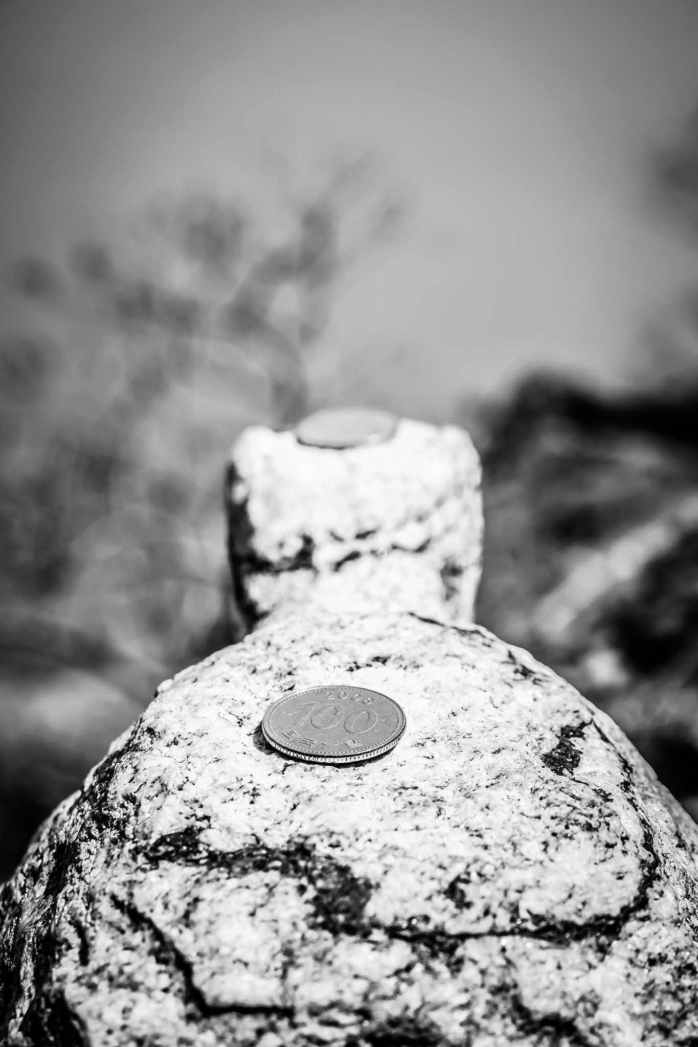 Sigma 17-70mm F2.8-4.5 (D) sample photo. Coins on a turtle photography