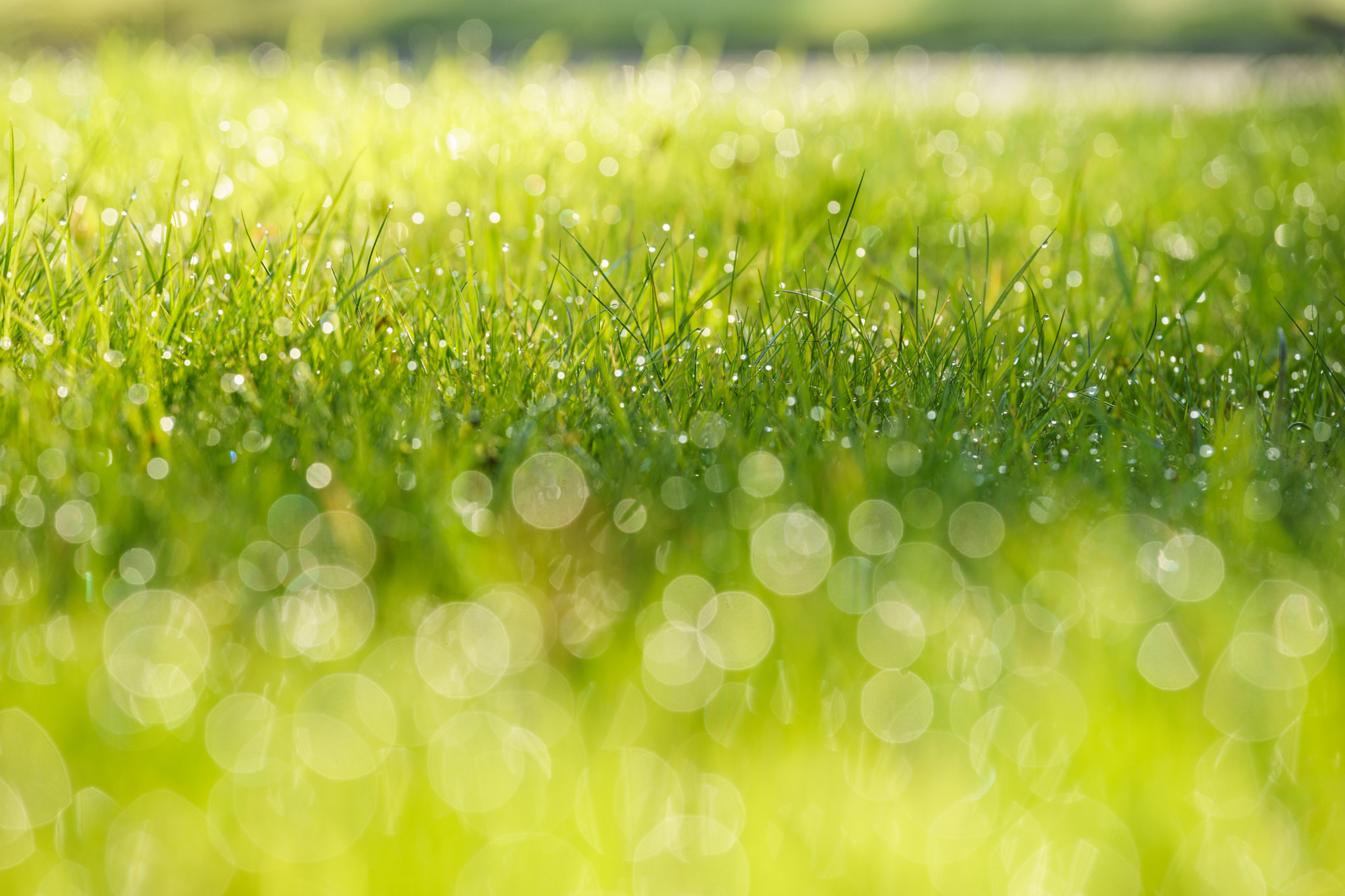 Sony a7 II + Canon EF 70-200mm F4L IS USM sample photo. Dew drops photography