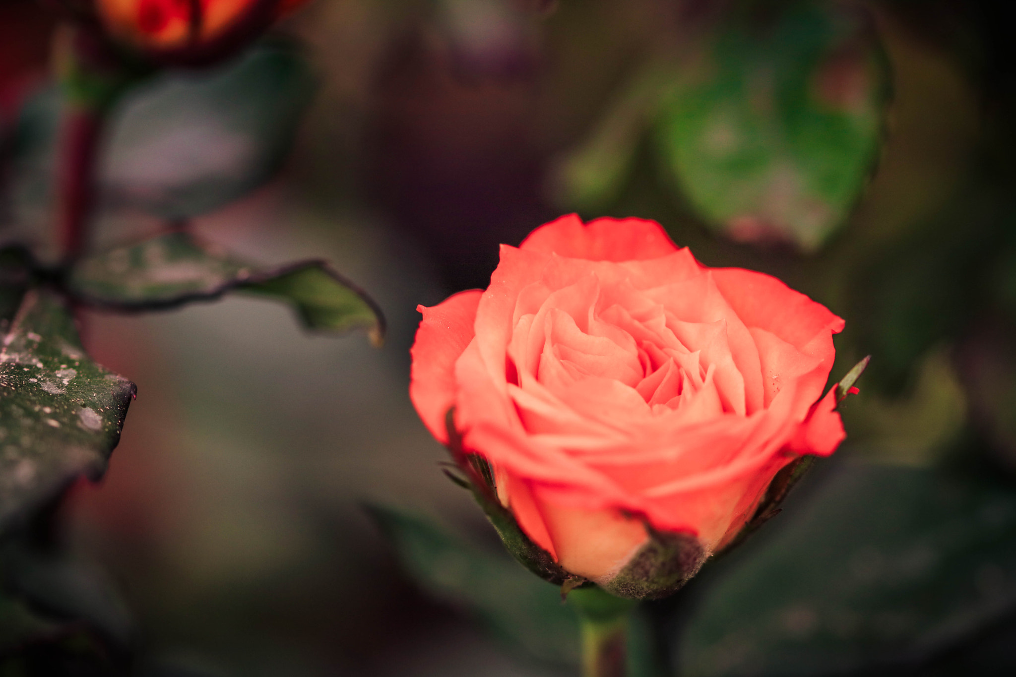 Canon EOS 750D (EOS Rebel T6i / EOS Kiss X8i) + Sigma 105mm F2.8 EX DG OS HSM sample photo. Beautiful rose photography