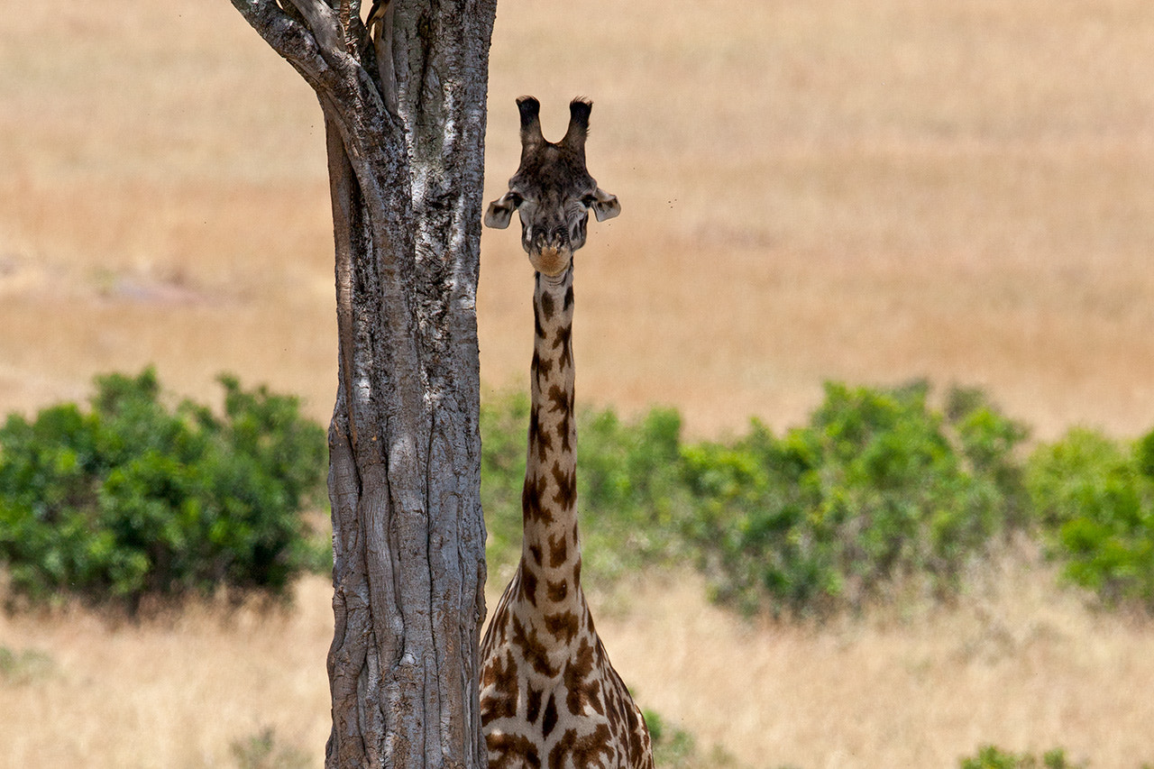 Canon EF 600mm f/4L IS sample photo