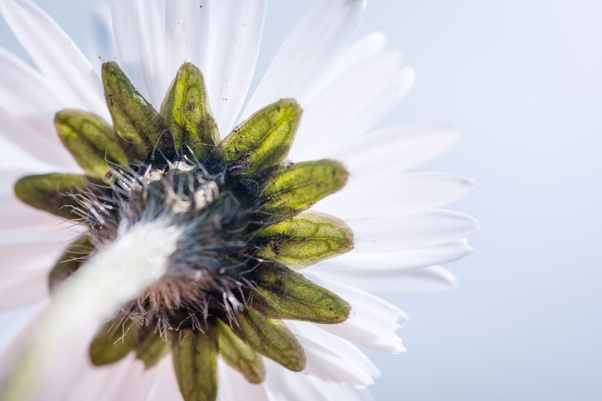 Tamron SP AF 90mm F2.8 Di Macro sample photo. High key daisy photography