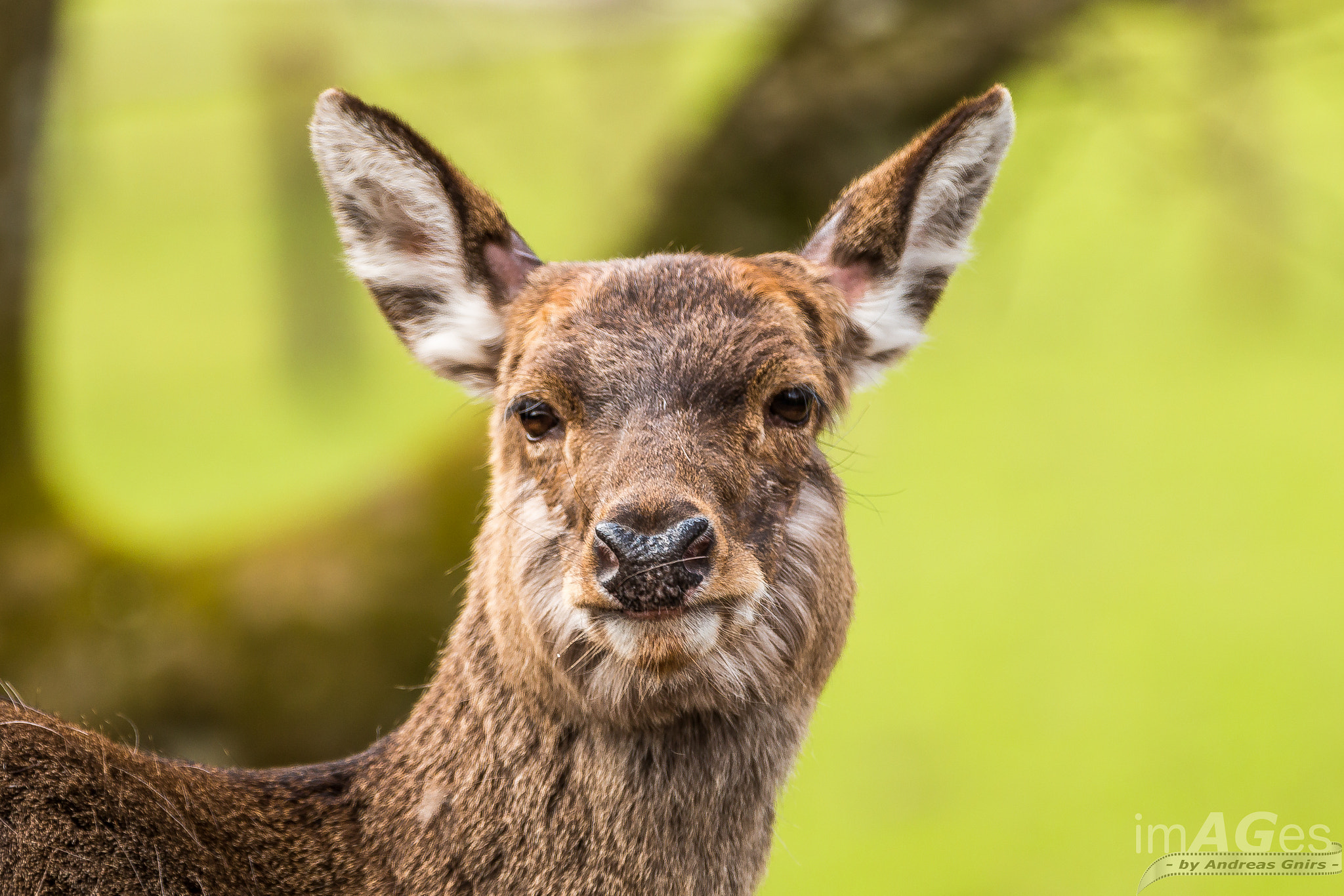 Canon EF 70-200mm F2.8L IS II USM sample photo. Deer photography